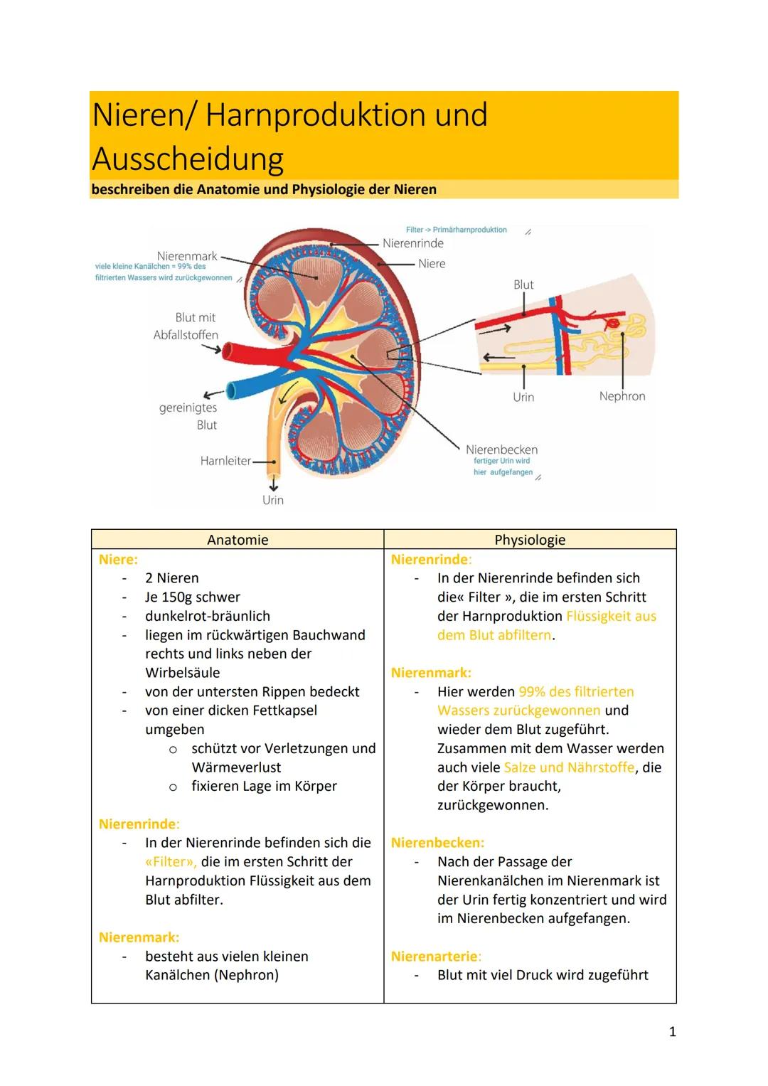 # Nieren/Harnproduktion und
Ausscheidung
beschreiben die Anatomie und Physiologie der Nieren
Nierenmark
viele kleine Kanälchen 99% des
fil
