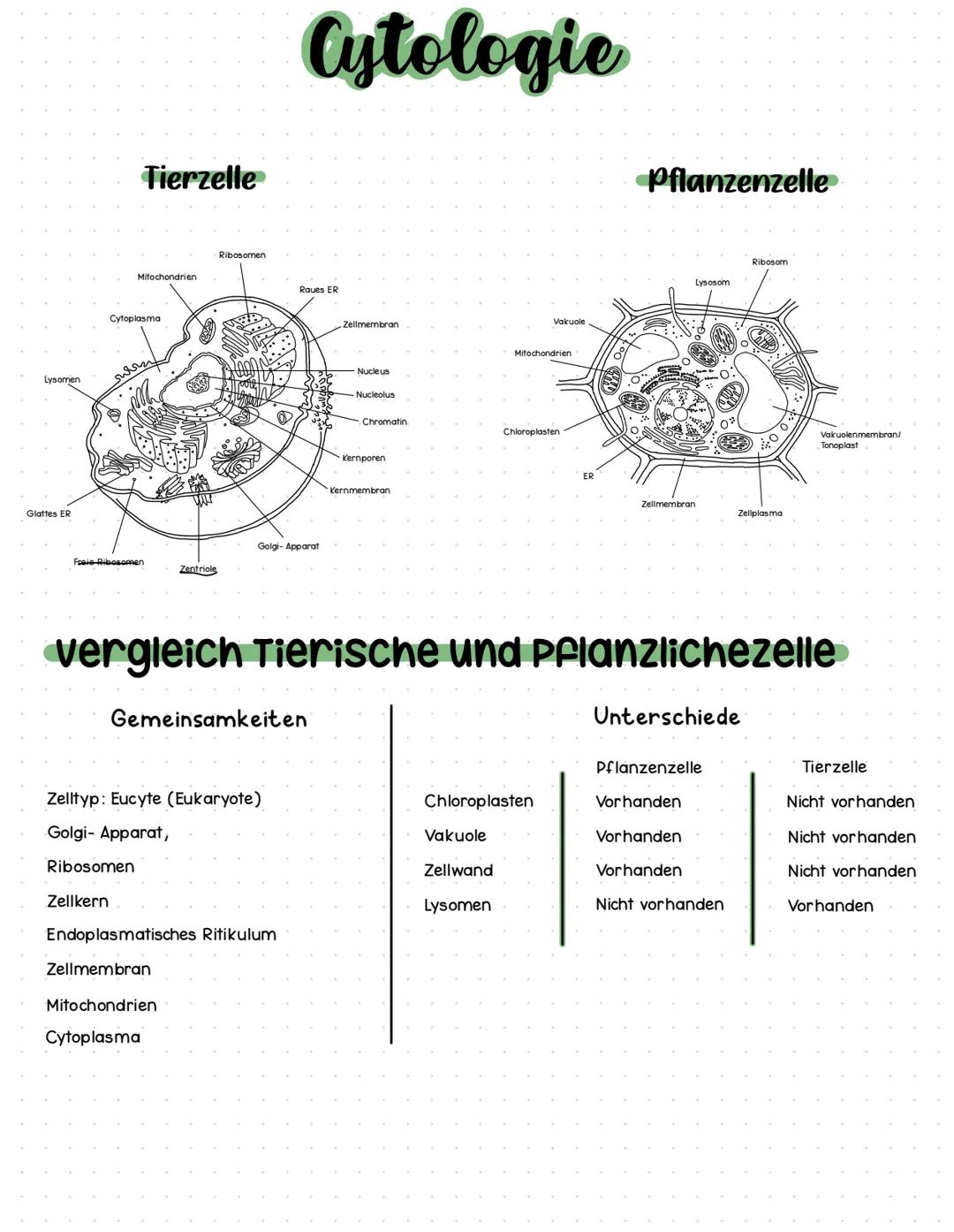 Lysomen
Glattes ER
Tierzelle
Mitochondrien
Cytoplasma
Freie-Ribosomen
Zentriole
Ribosomen
Zellmembran
Mitochondrien
Cytoplasma
O
Zelltyp: Eu