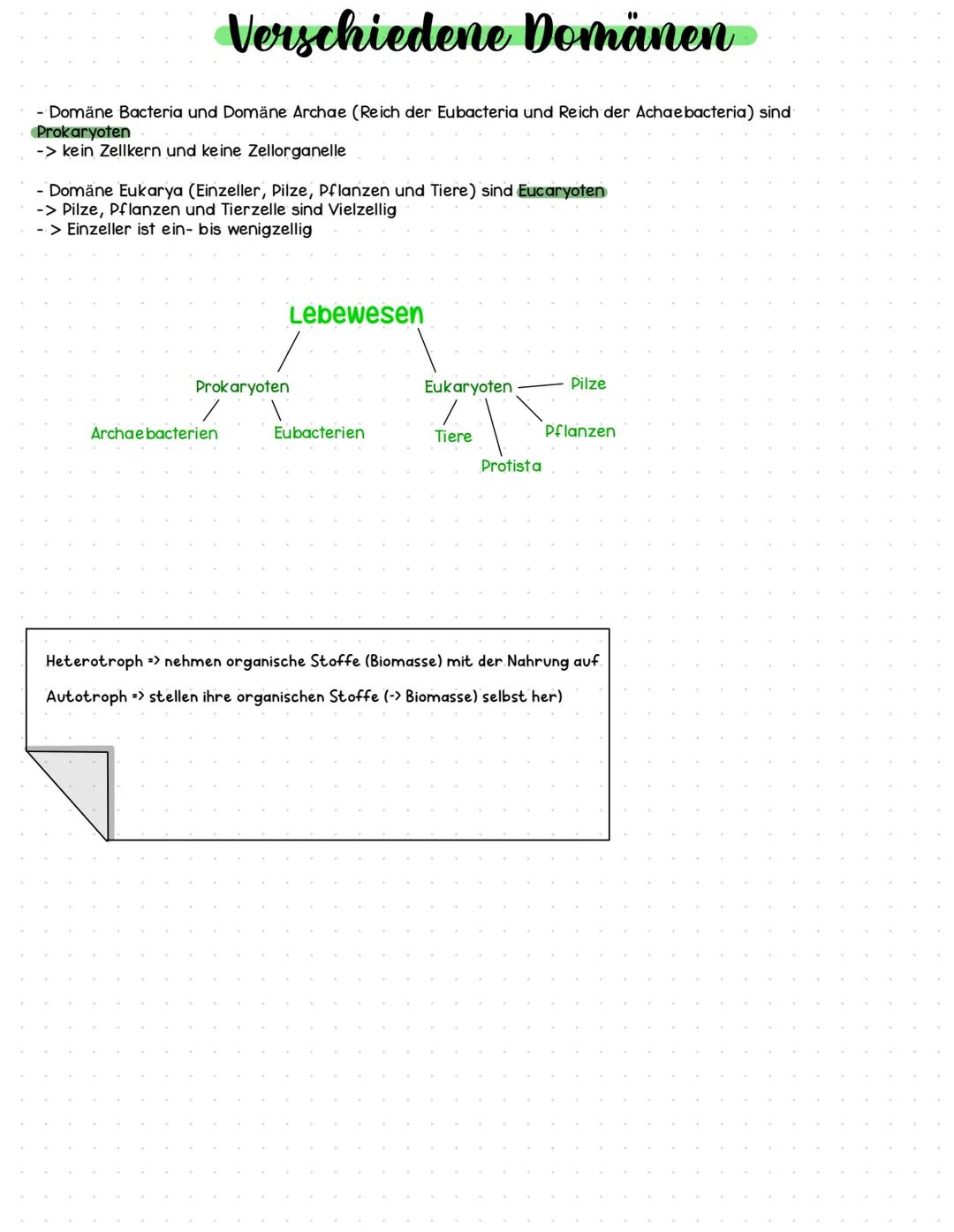 Lysomen
Glattes ER
Tierzelle
Mitochondrien
Cytoplasma
Freie-Ribosomen
Zentriole
Ribosomen
Zellmembran
Mitochondrien
Cytoplasma
O
Zelltyp: Eu
