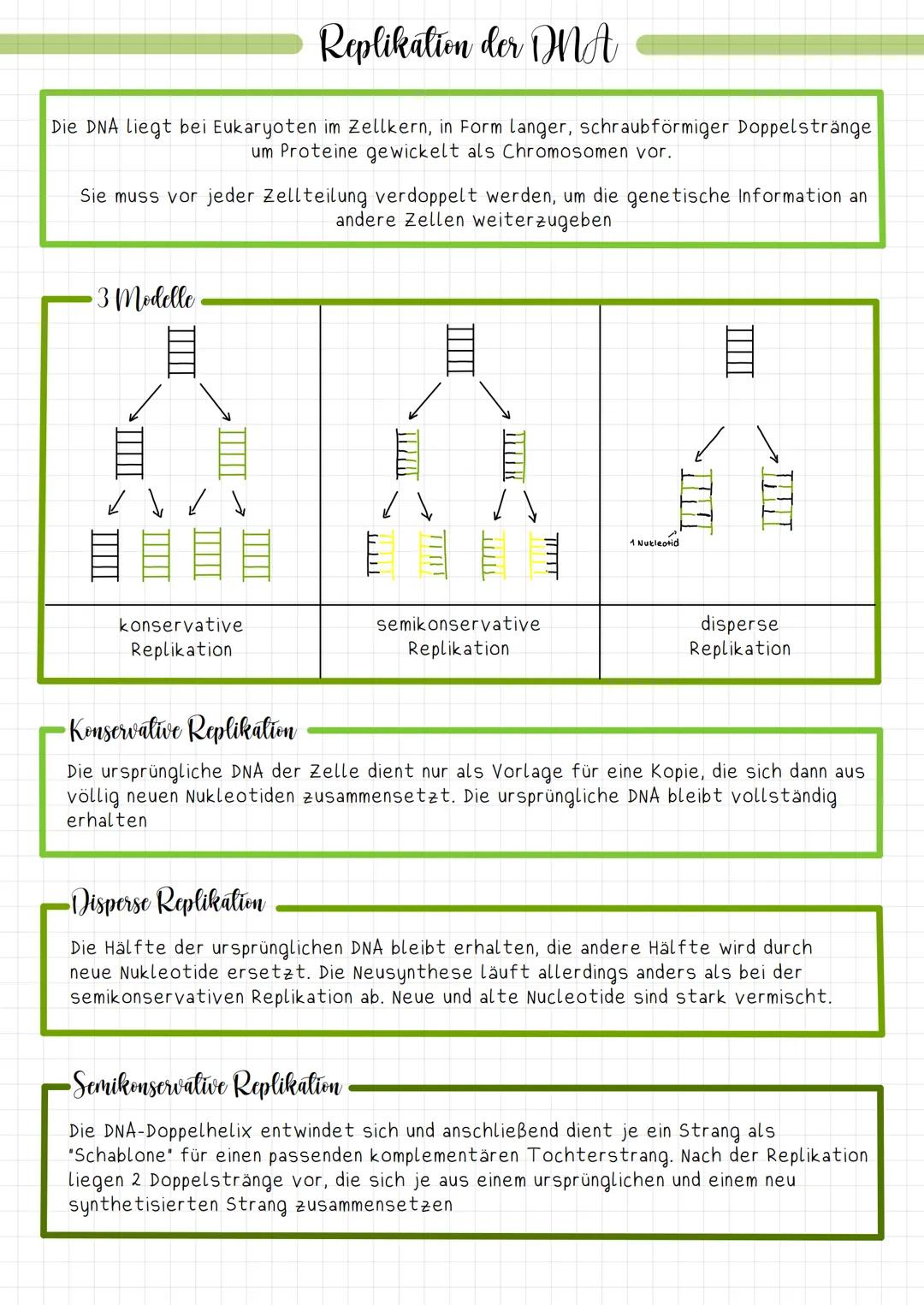 Replikation der DNA (3 Modelle)