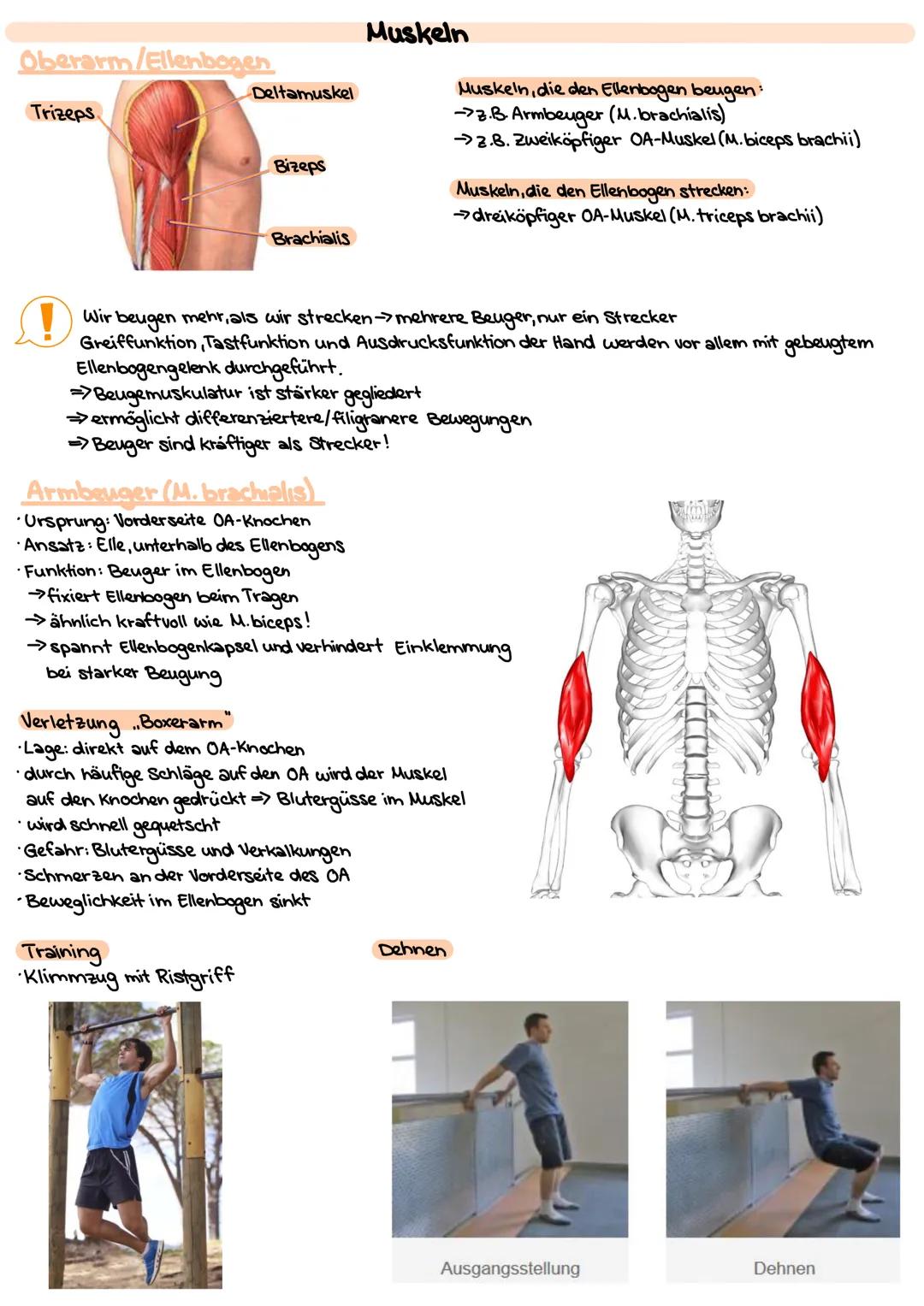 # Obere Extrimitäten
## Oberarm-Knochen (Humerus)
* typischer langer Röhrenknochen"
* Kopf-Hals-Schaft
* Ansatz und Ursprung diverser Musk