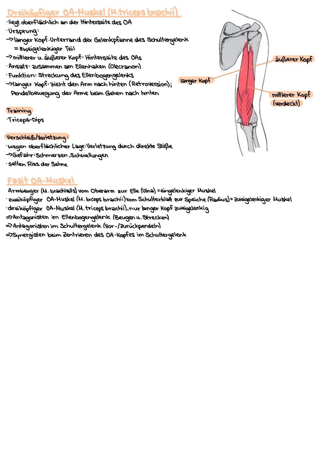 # Obere Extrimitäten
## Oberarm-Knochen (Humerus)
* typischer langer Röhrenknochen"
* Kopf-Hals-Schaft
* Ansatz und Ursprung diverser Musk