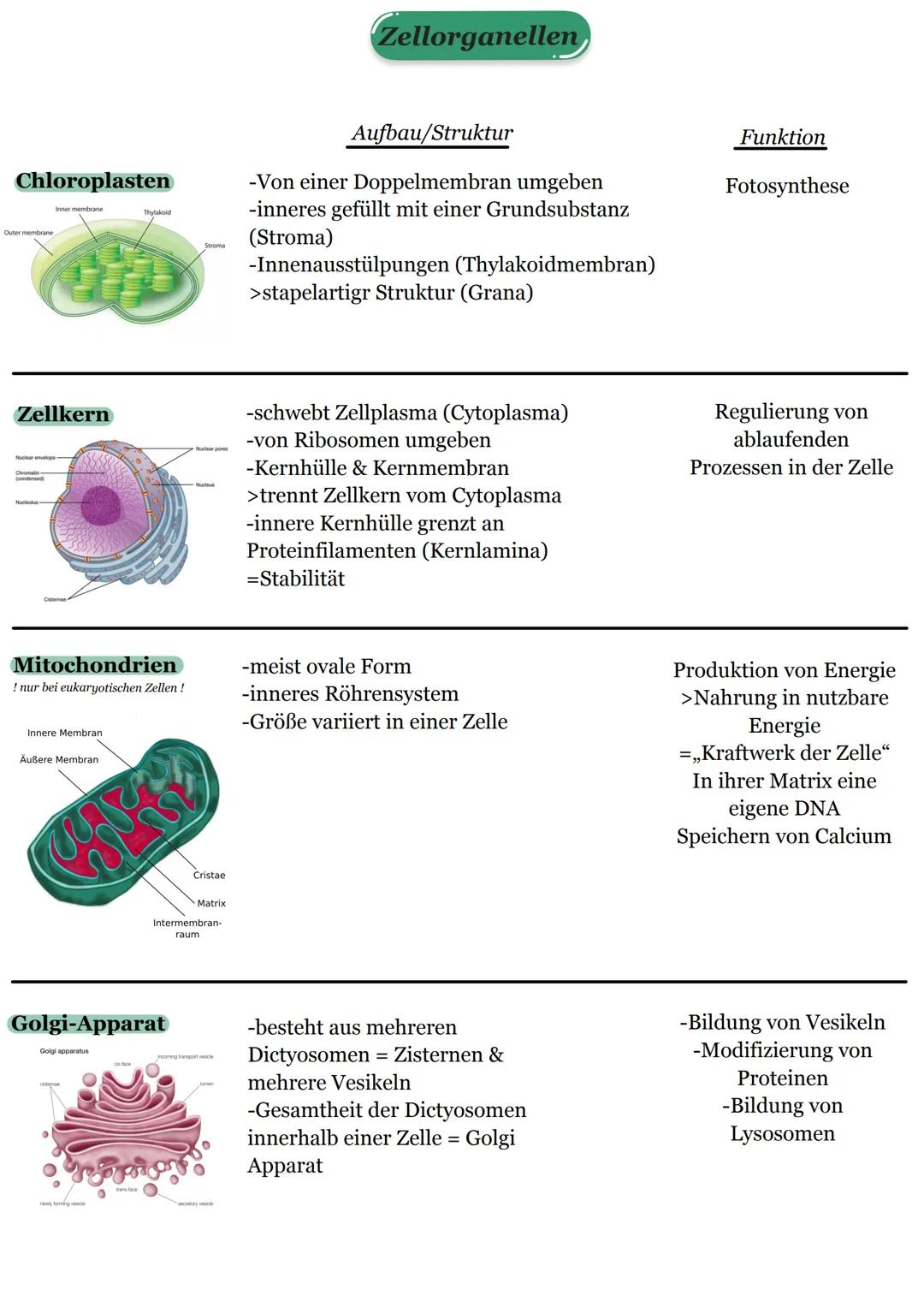 Chloroplasten
Outer membrane
Zellkern
Inner membrane
Nuclear envelope-
Chromatin
(condensed)
Nucleolus
Mitochondrien
! nur bei eukaryotische