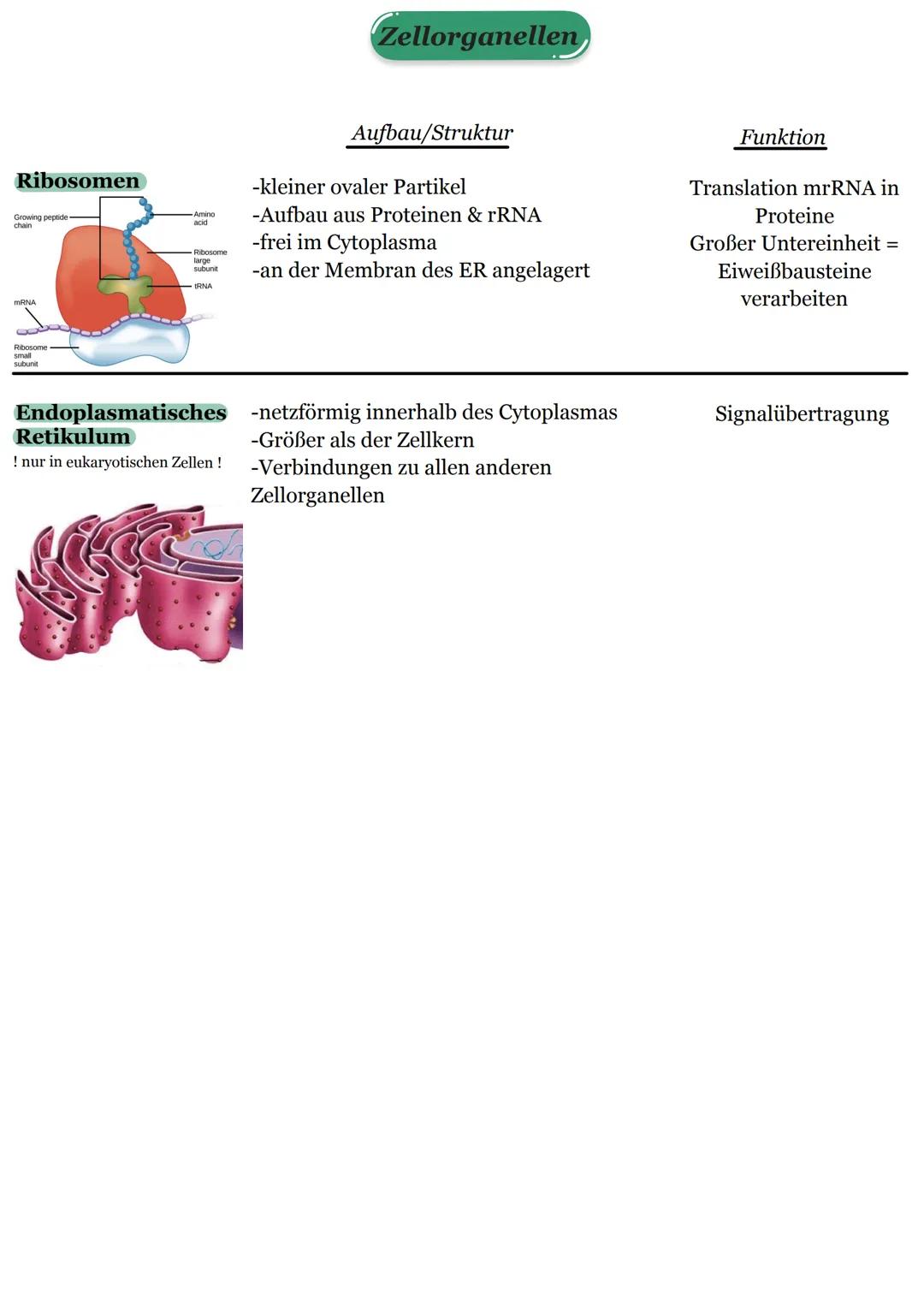 Chloroplasten
Outer membrane
Zellkern
Inner membrane
Nuclear envelope-
Chromatin
(condensed)
Nucleolus
Mitochondrien
! nur bei eukaryotische