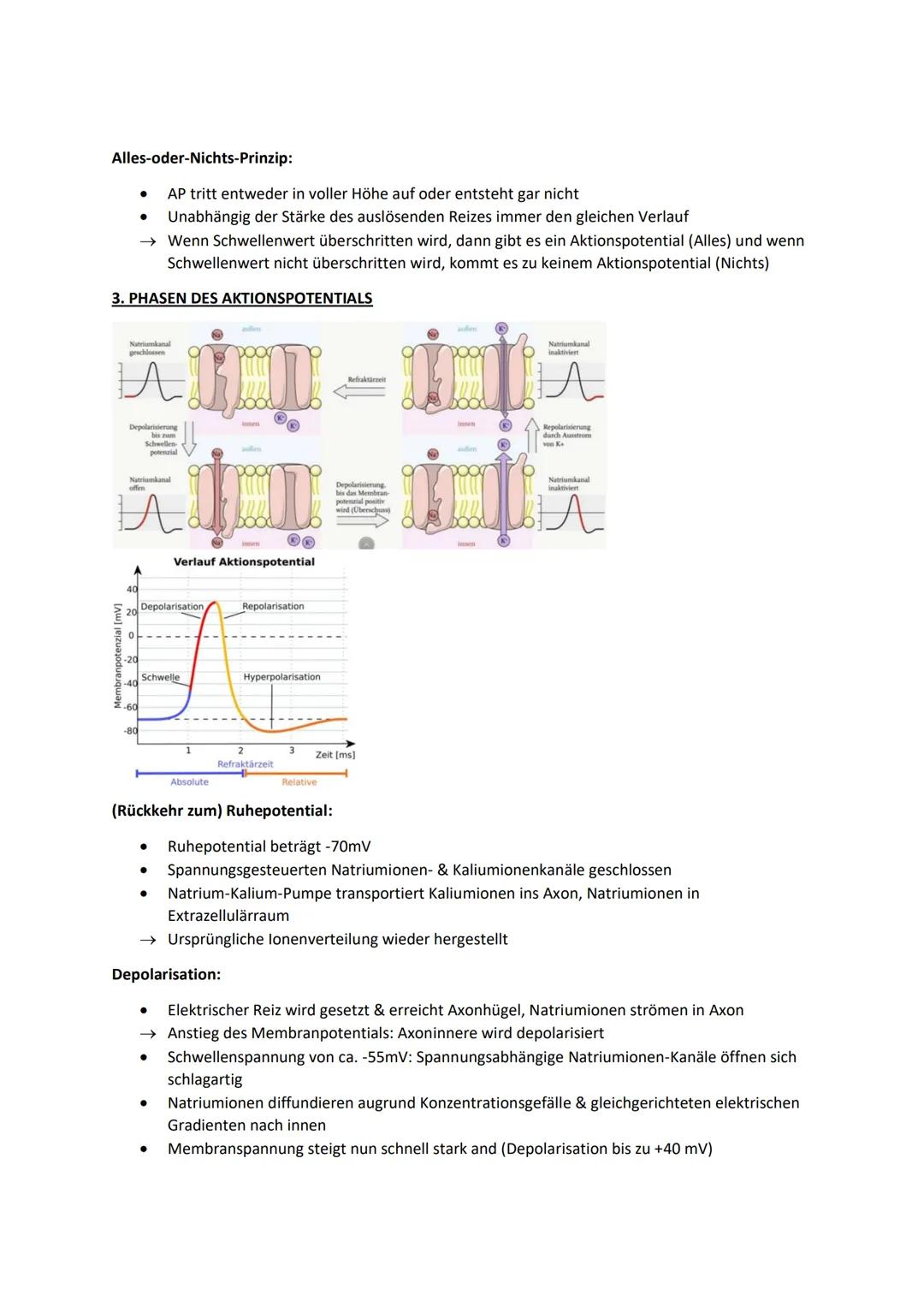 1. RUHEMEMBRANPOTENTIAL
An Zellmembran jeder Nerven-/Muskelzelle: Elektrische Spannung (Membranpotential)
Bei Zelle im ruhenden Zustand: Ruh