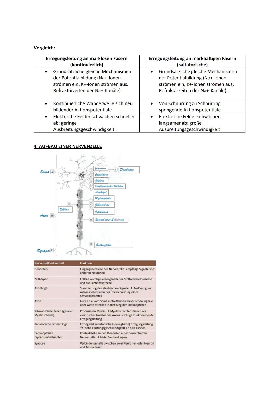 1. RUHEMEMBRANPOTENTIAL
An Zellmembran jeder Nerven-/Muskelzelle: Elektrische Spannung (Membranpotential)
Bei Zelle im ruhenden Zustand: Ruh