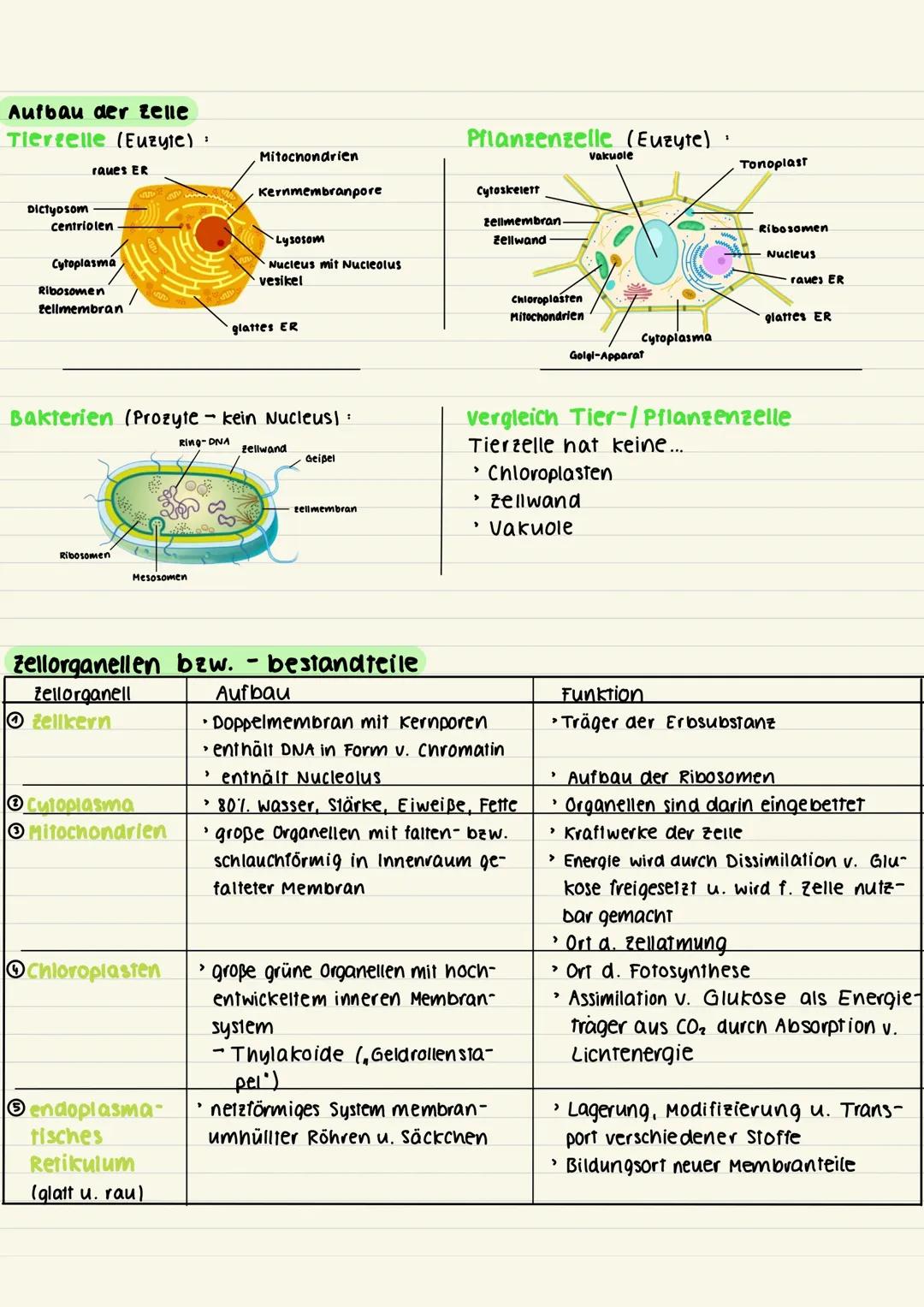 Zellaufbau und Zellorganelle