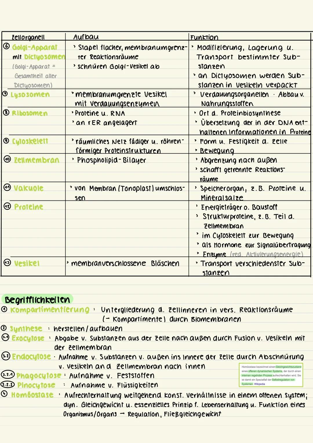 Aufbau der Zelle
Tierfelle (Euzyte):
Dictyosom
raues ER
centriolen
Cytoplasma
Ribosomen
Zellmembran
S
Ribosomen
Mesosomen
Bakterien (Prozyte