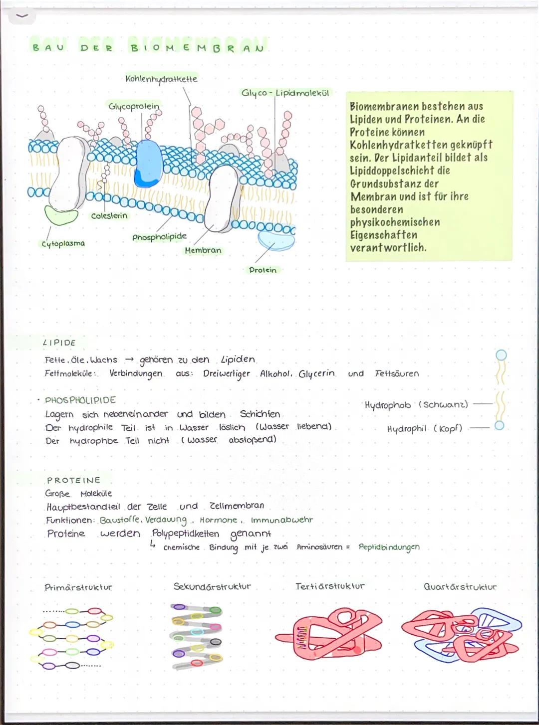 BAU DER BIOMEMBRAN
oooo
ood
Cytoplasma
Colesterin
Kohlenhydratkette
Glycoprotein
PROTEINE
Phospholipide
Primärstruktur
1
Membran
Glyco-Lipid