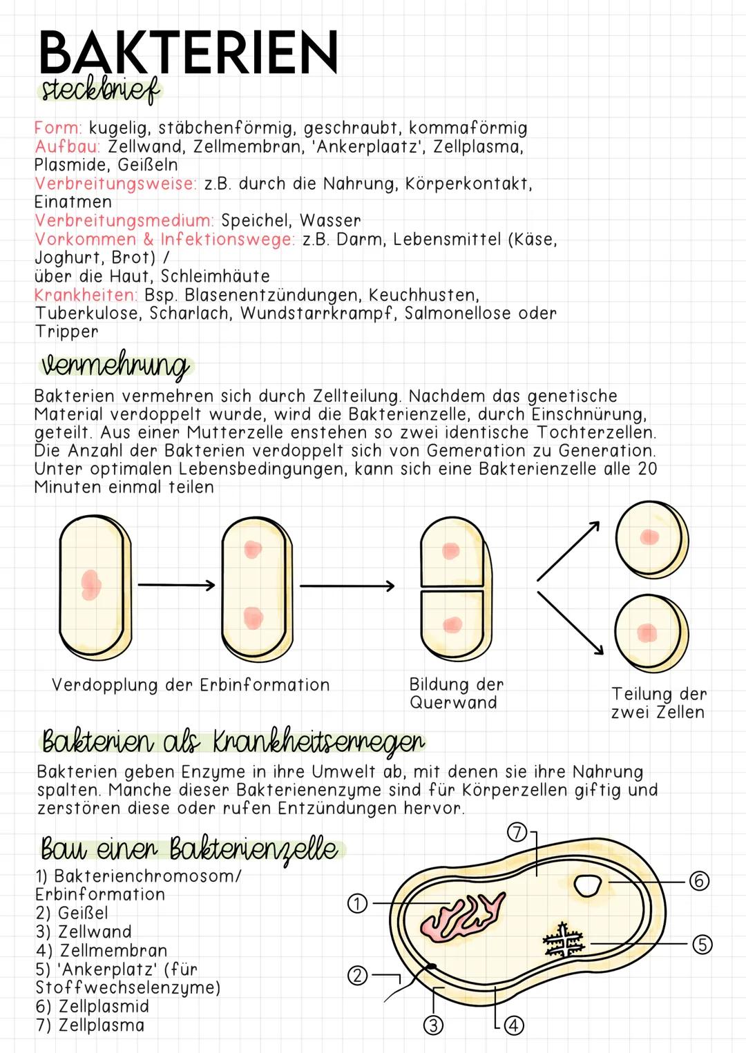 BAKTERIEN
steckbrief
Form: kugelig, stäbchenförmig, geschraubt, kommaförmig
Aufbau: Zellwand, Zellmembran, 'Ankerplaatz', Zellplasma,
Plasmi