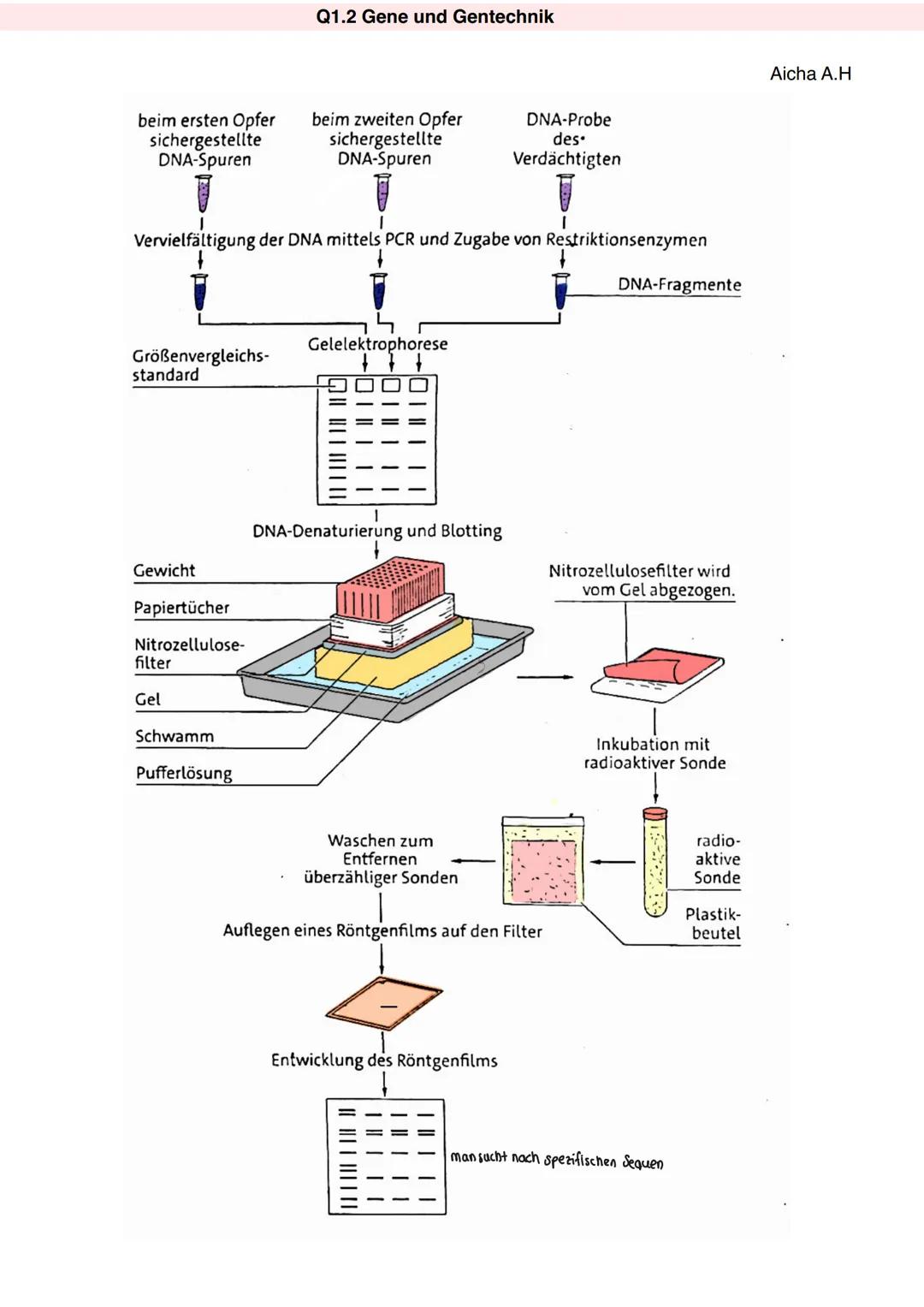 # Q1.2 Gene und Gentechnik
# Genetischer Fingerabdruck
Aicha A.H
**Definition und Anwendung:**
Der genetische Fingerabdruck ist eine hoch