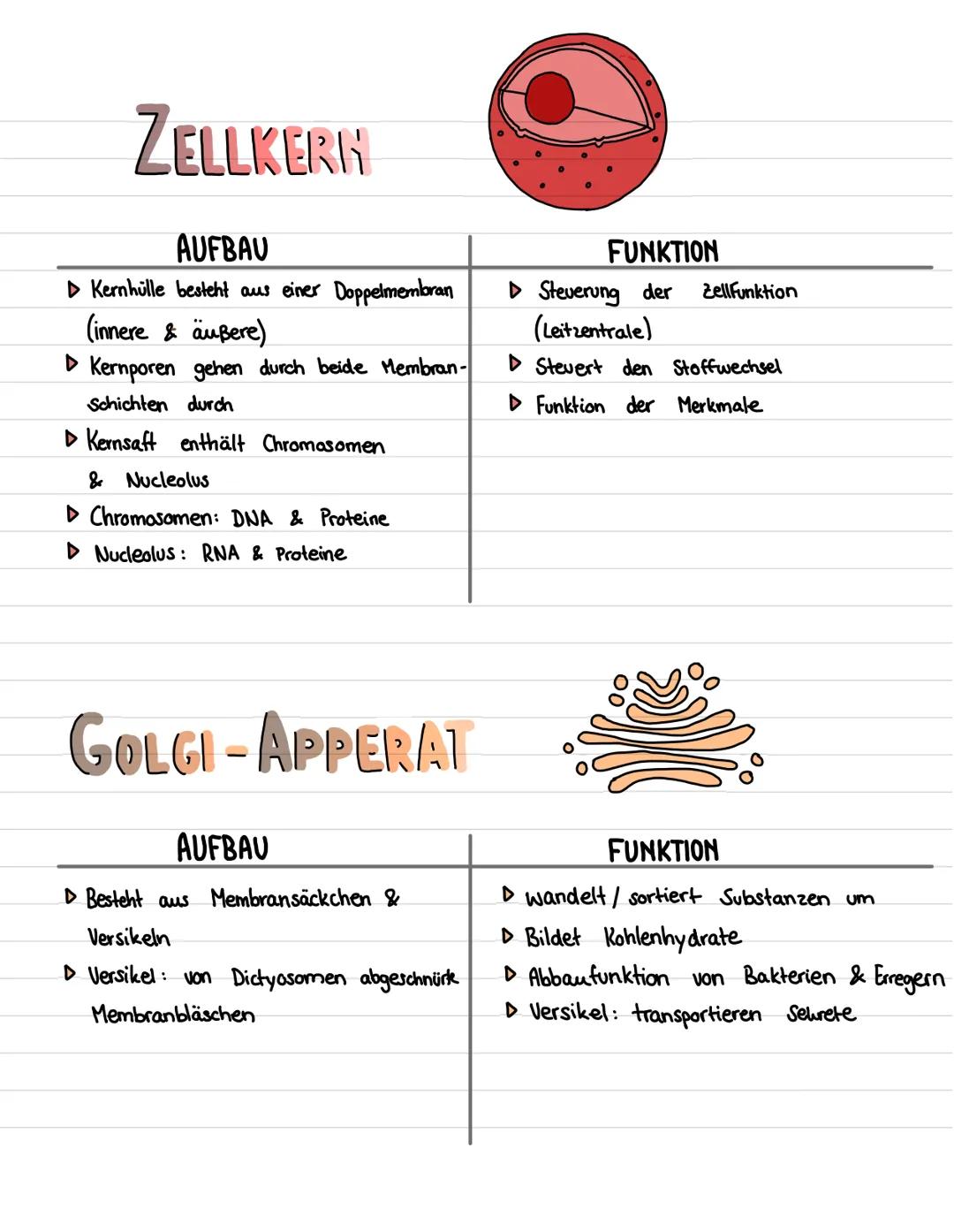 ZELLKERH
AUFBAU
▷ Kernhülle besteht aus einer Doppelmembran
(innere & äußere)
▷ Kernporen gehen durch beide Membran-
Schichten durch
▷ Kerns