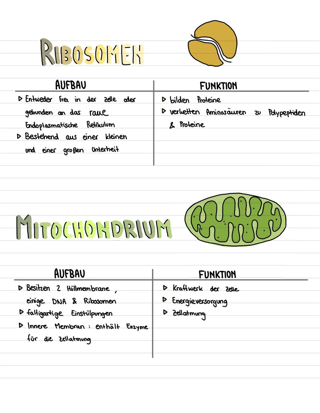 ZELLKERH
AUFBAU
▷ Kernhülle besteht aus einer Doppelmembran
(innere & äußere)
▷ Kernporen gehen durch beide Membran-
Schichten durch
▷ Kerns