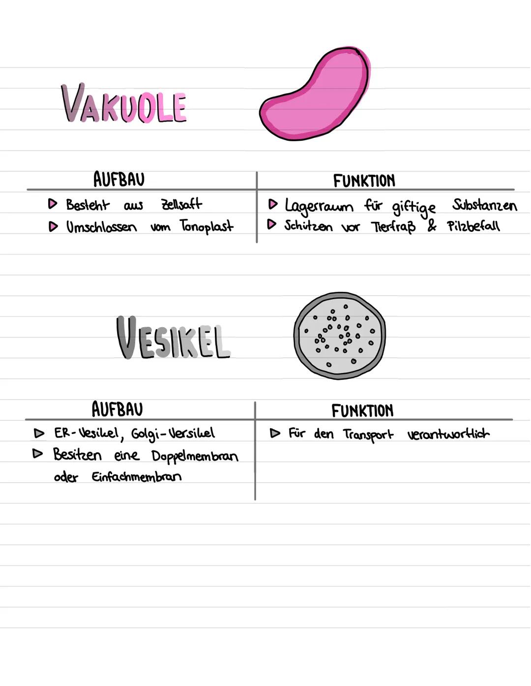 ZELLKERH
AUFBAU
▷ Kernhülle besteht aus einer Doppelmembran
(innere & äußere)
▷ Kernporen gehen durch beide Membran-
Schichten durch
▷ Kerns