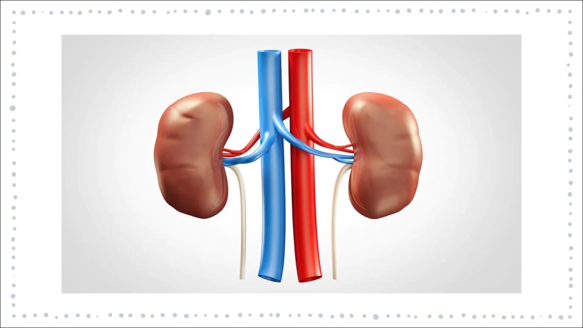 # ORGANTRANSPLANTATIONEN
GFS BIOLOGIE JL
MELINA TOURPOUZIDIS GLIEDERUNG
- Definition
- Geschichte der Transplantation
- Allgemeines
- W