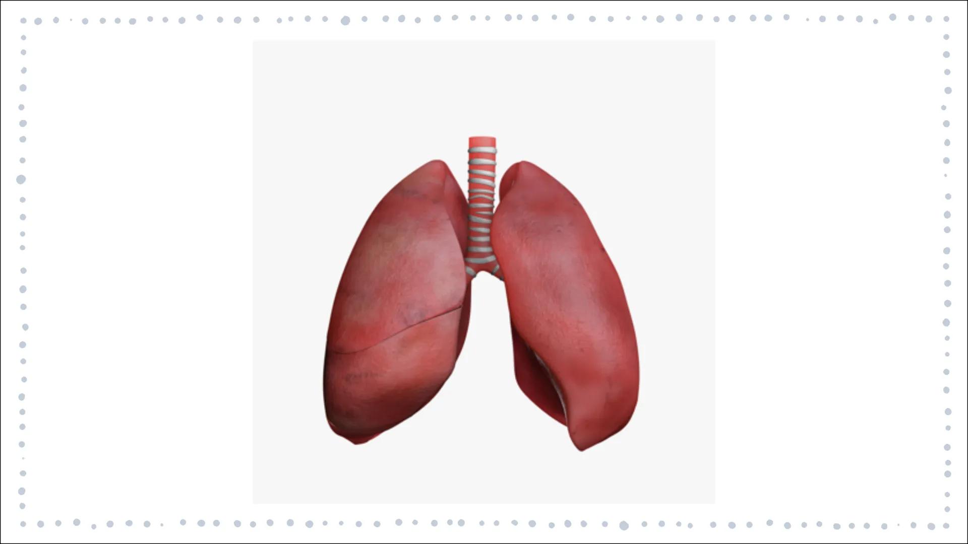 # ORGANTRANSPLANTATIONEN
GFS BIOLOGIE JL
MELINA TOURPOUZIDIS GLIEDERUNG
- Definition
- Geschichte der Transplantation
- Allgemeines
- W