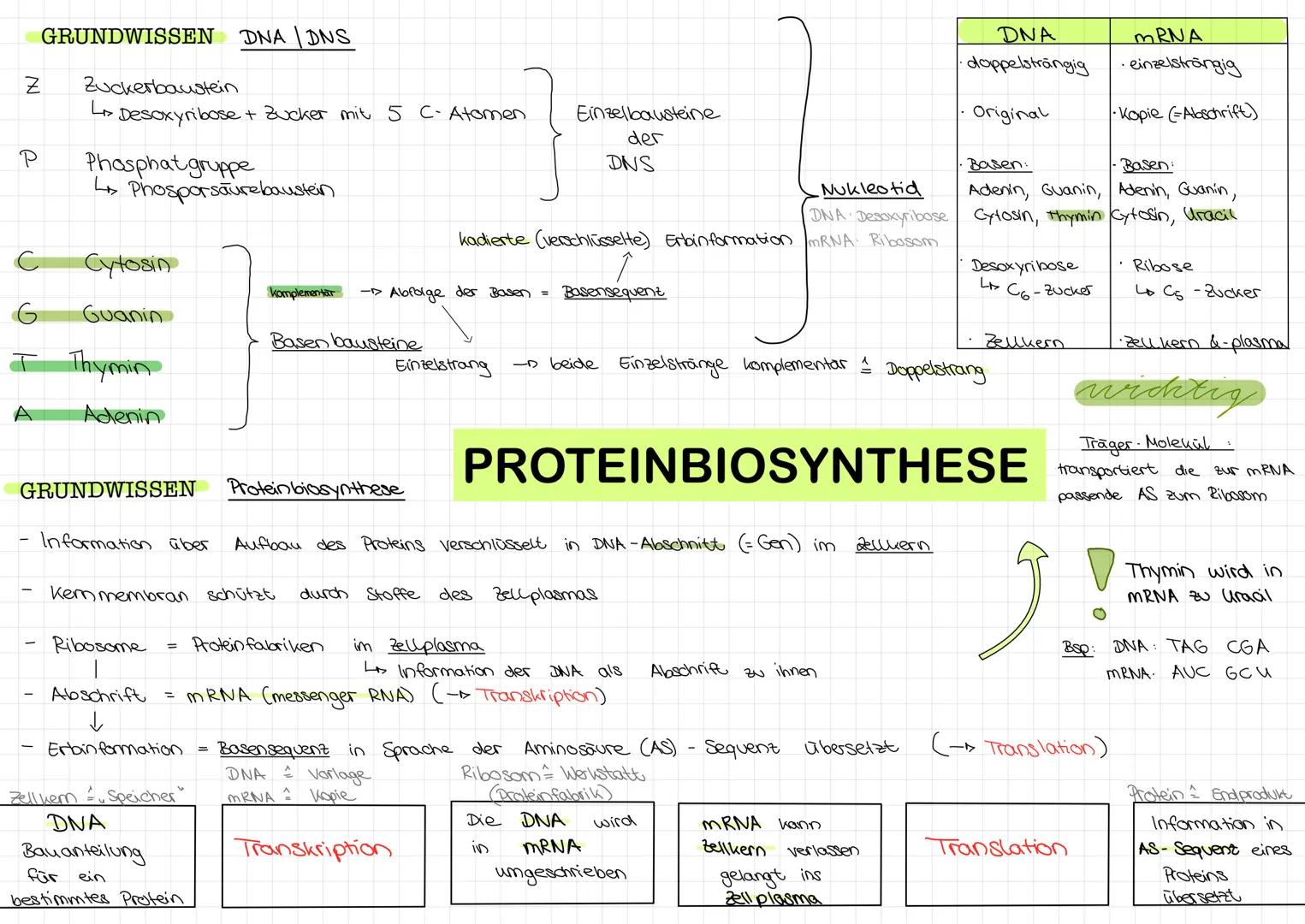 # GRUNDWISSEN DNA | DNS
Z Zuckerbaustein
Desoxyribose + Zucker mit 5 C-Atomen
P Phosphat gruppe
↳ Phosporsäurebaustein
C Cytosin
G