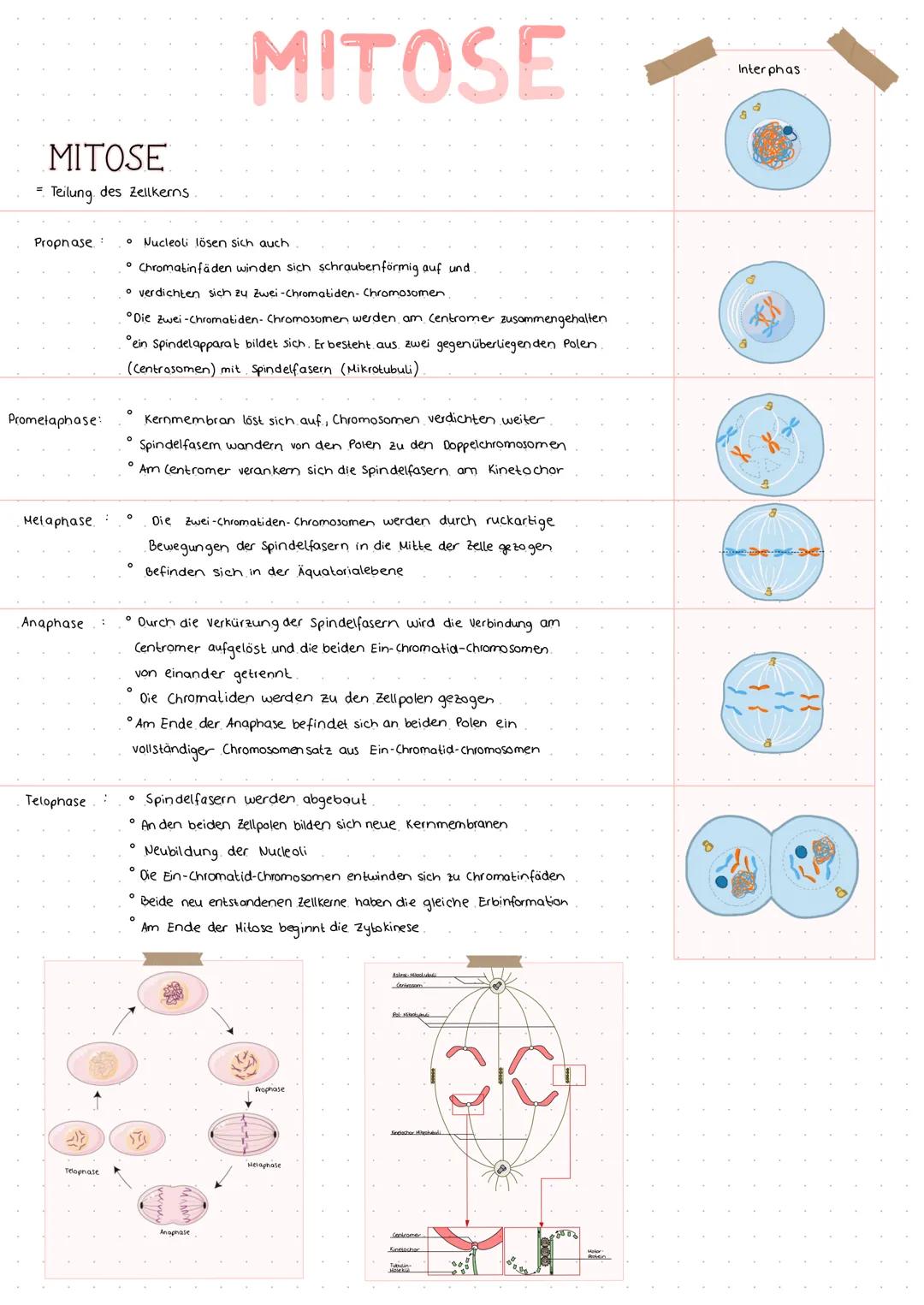 MITOSE
Teilung des Zellkerns
Propnase:
Prometaphase:
Melaphase.
Anaphase
Telophase
-
Telopnase
:
Nucleoli lösen sich auch
• Chromatinfäden w