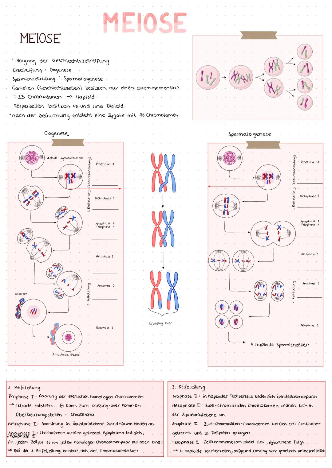MITOSE
Teilung des Zellkerns
Propnase:
Prometaphase:
Melaphase.
Anaphase
Telophase
-
Telopnase
:
Nucleoli lösen sich auch
• Chromatinfäden w