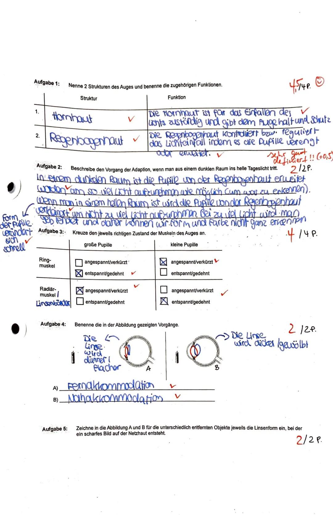 Aufgabe 1:
form
der Pupille.
verandert
sch
schnell
1.
2.
Hornhaut
Regenbogenhaut
Ring-
muskel
Nenne 2 Strukturen des Auges und benenne die z