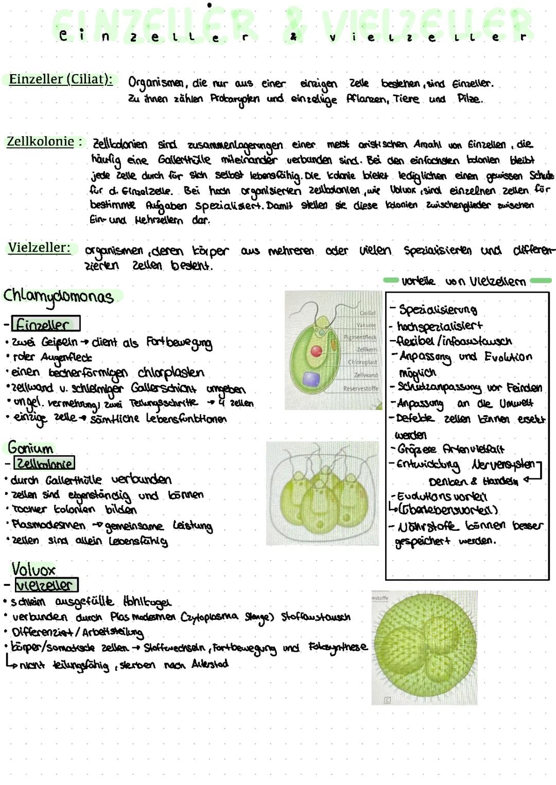 Einzeller & vielzeller