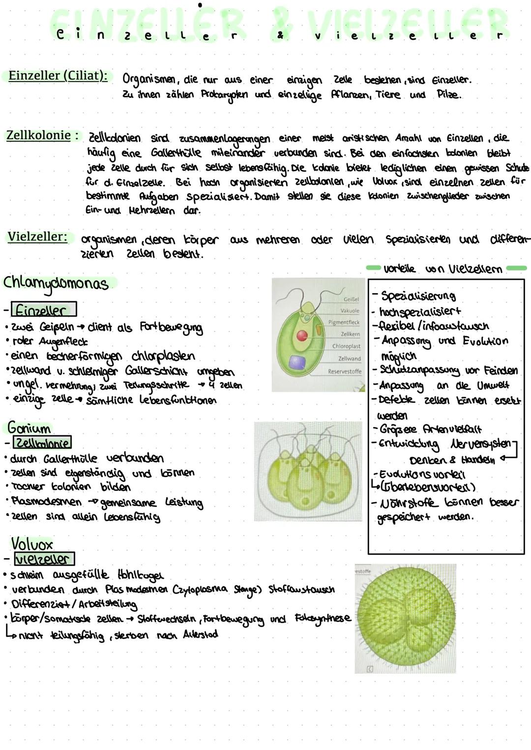 ein
Einzeller (Ciliat): Organismen, die nur aus einer einzigen Zelle bestehen, sind Einzeller.
Zu ihnen zählen Prokaryoten und einzellige Pf