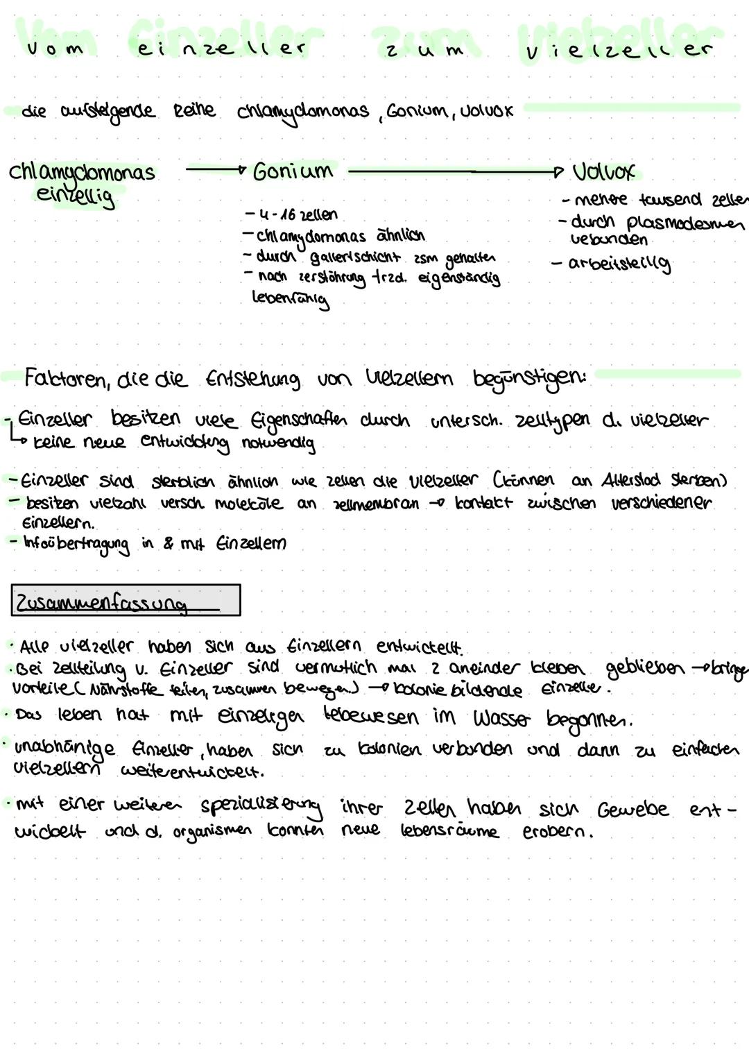 ein
Einzeller (Ciliat): Organismen, die nur aus einer einzigen Zelle bestehen, sind Einzeller.
Zu ihnen zählen Prokaryoten und einzellige Pf