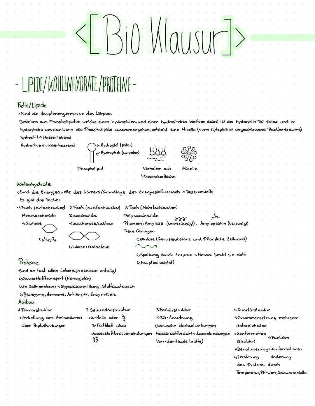 - LIPIDE/KOHLENHYDRATE/PROTEINE-
Felle/Lipide
Sind die Hauplenergiereserve des Körpers
Bestehen aus Phospholipiden welche einen hydrophilen,