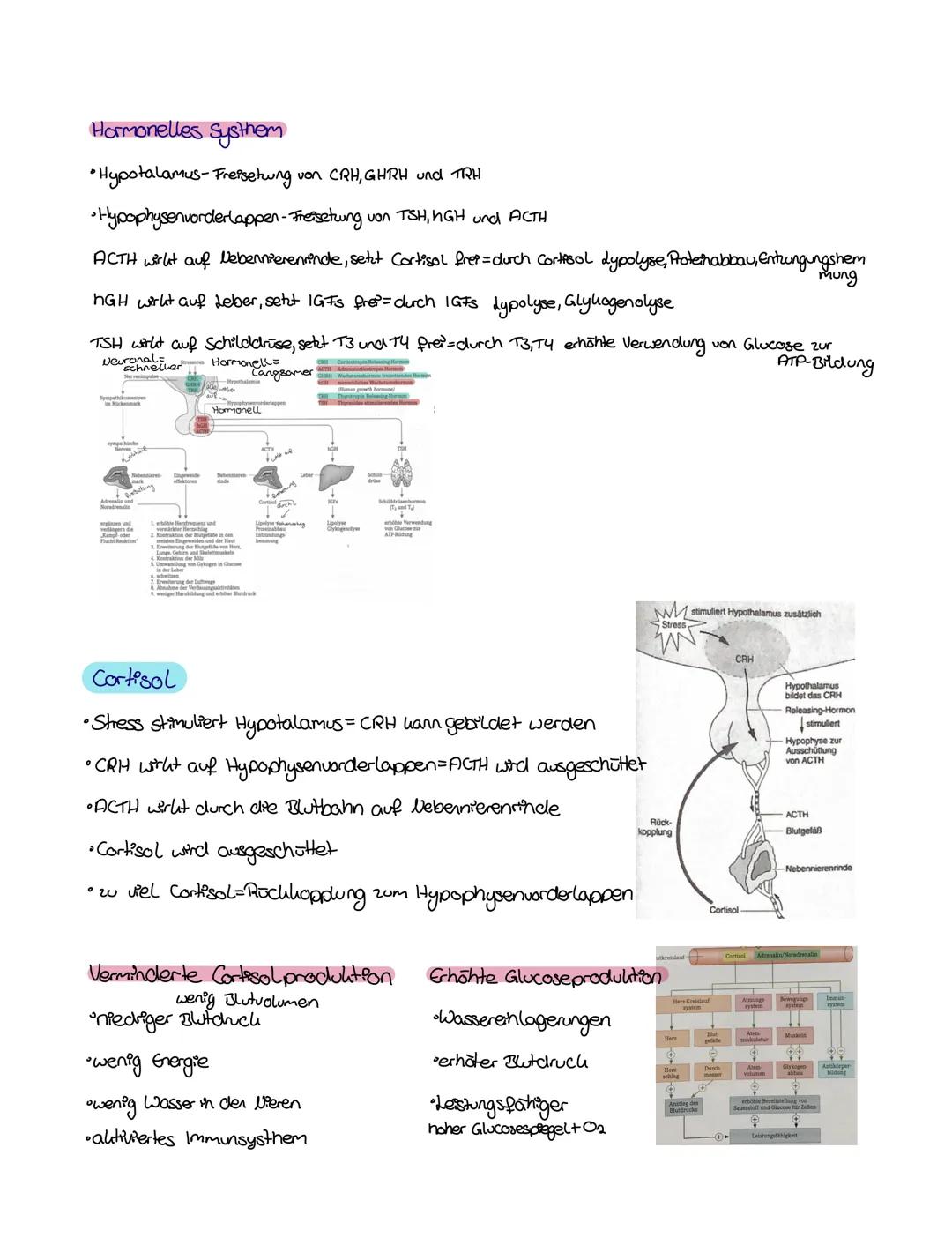 Biologie
Thema: Hormone
Verbindung zwischen feverone thomonashem Nervensysthem
endokrines systhem neuronales systhem
Botenstoffe Produkti