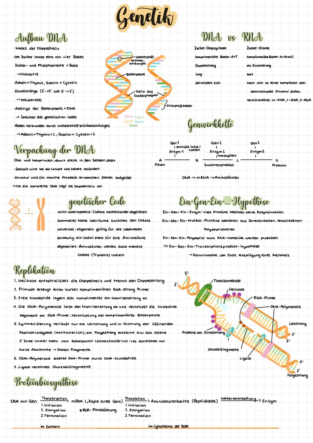 23 Chromosomenpaare
Chromosomen
me
2 Gonosome
generell
Genetik
homologe Chromosomen
Chromatid
-Gen H
Ooginese
Chromosomenarm
diplaide
Z