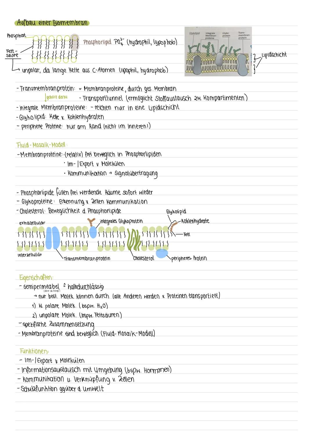 Lernzettel Klausur: Cytologie
Zellkerne
Bsp. Bakterienzelle
endoplas-
matisches
Riticulum
(
tierische Zelle
Prokaryoten
kein echter Zellkern