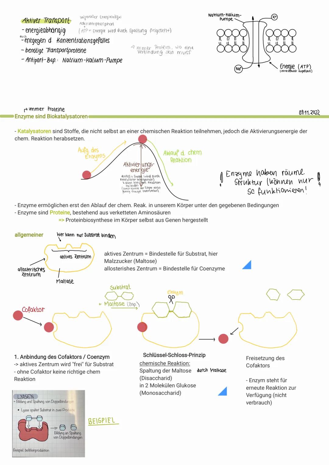 Lernzettel Klausur: Cytologie
Zellkerne
Bsp. Bakterienzelle
endoplas-
matisches
Riticulum
(
tierische Zelle
Prokaryoten
kein echter Zellkern