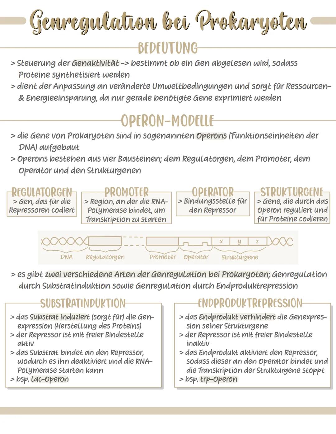 # Genregulation bei Prokaryoten
BEDEUTUNG
> Steuerung der Genaktivität -> bestimmt ob ein Gen abgelesen wird, sodass
Proteine synthetisiert