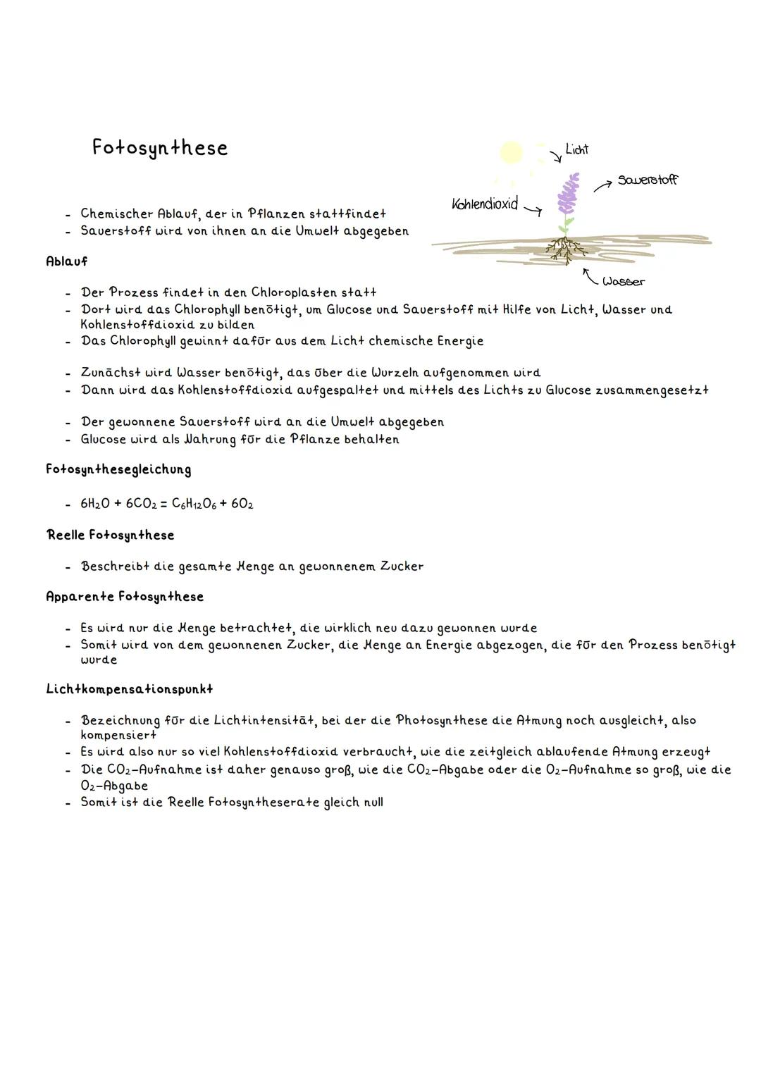 Fotosynthese und Aufbau eines Blattes