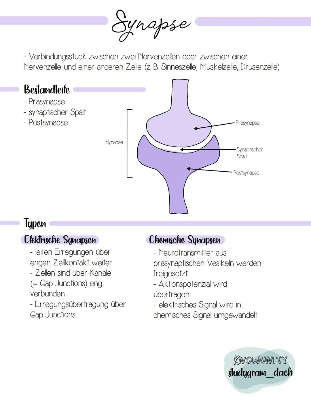 Synapse
- Verbindungsstück zwischen zwei Nervenzellen oder zwischen einer
Nervenzelle und einer anderen Zelle (z. B. Sinneszelle, Muskelzell