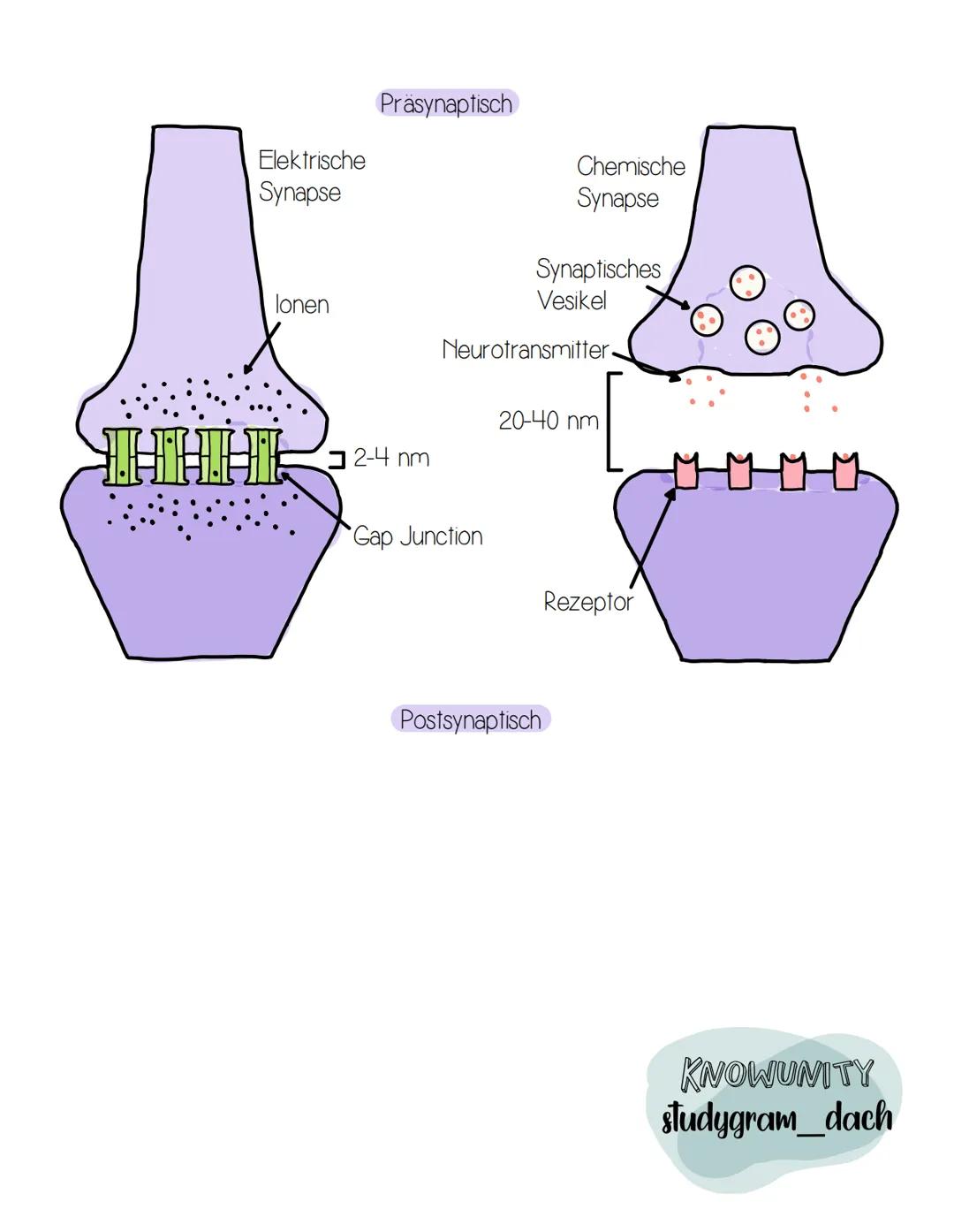 Synapse
- Verbindungsstück zwischen zwei Nervenzellen oder zwischen einer
Nervenzelle und einer anderen Zelle (z. B. Sinneszelle, Muskelzell