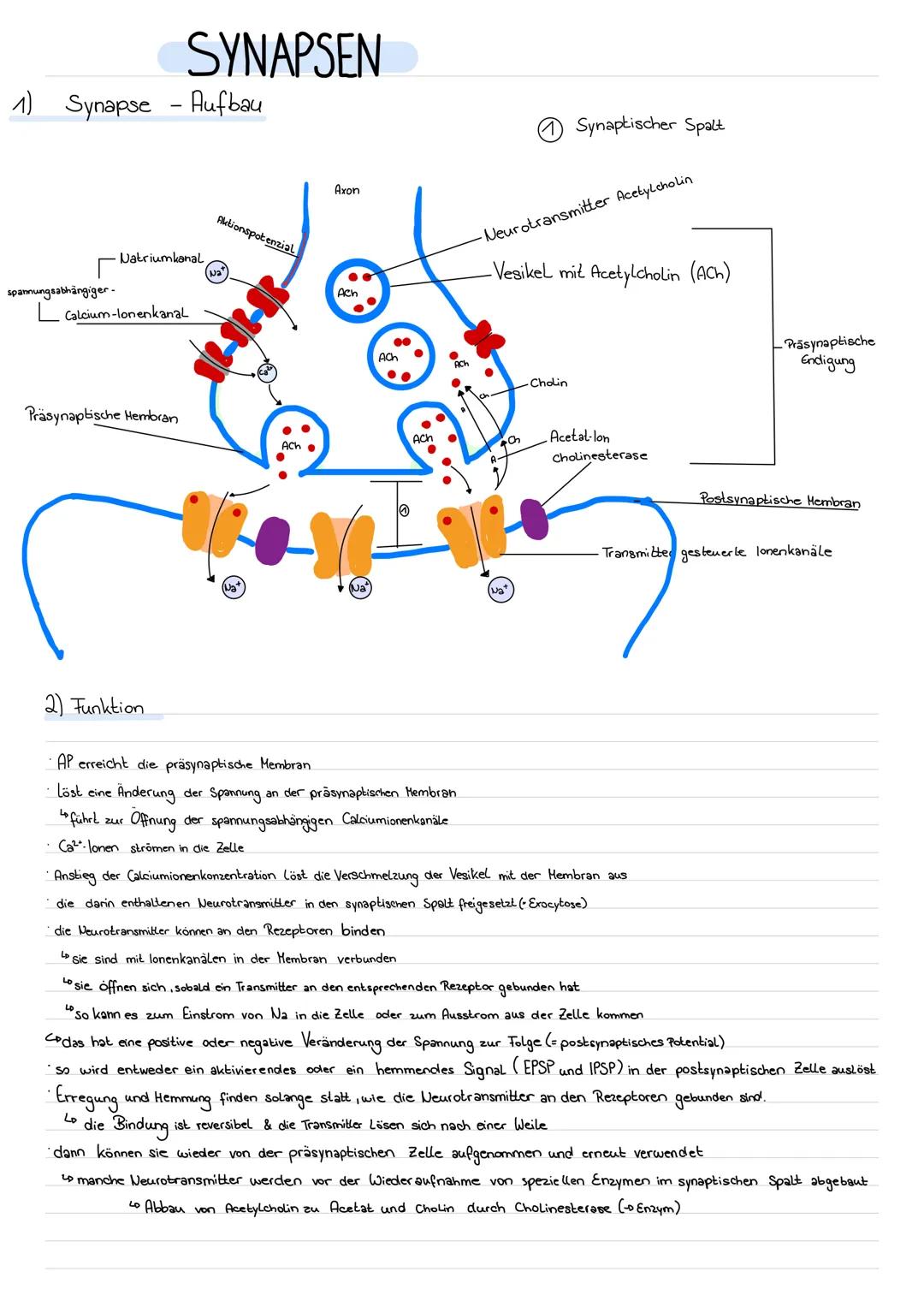 # SYNAPSEN
1) Synapse - Aufbau
spannungsabhängiger-
Natriumkanal
Calcium-lonenkanal
Aktionspotenzial
Präsynaptische Hembran
Axon
Syn
