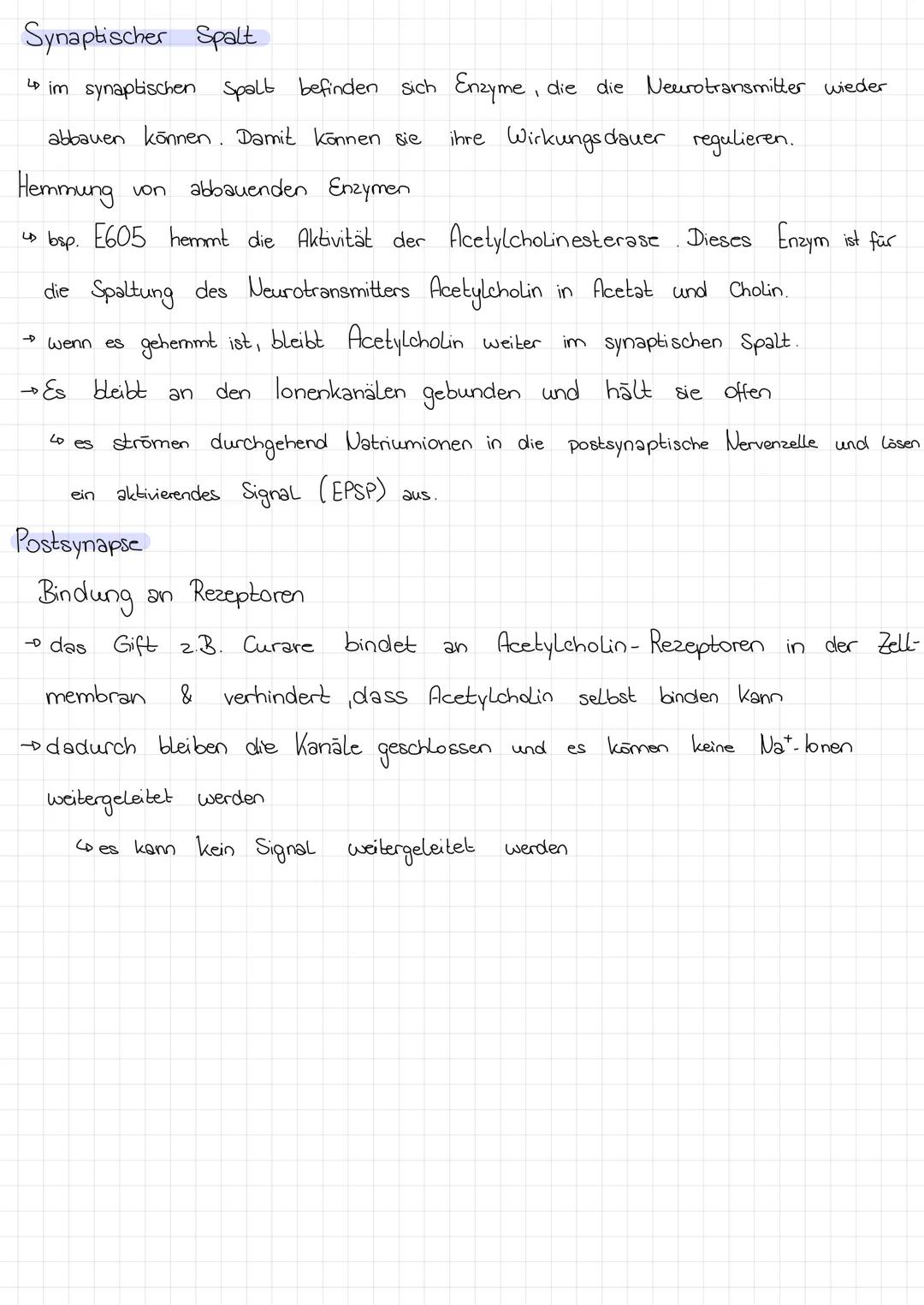 # SYNAPSEN
1) Synapse - Aufbau
spannungsabhängiger-
Natriumkanal
Calcium-lonenkanal
Aktionspotenzial
Präsynaptische Hembran
Axon
Syn