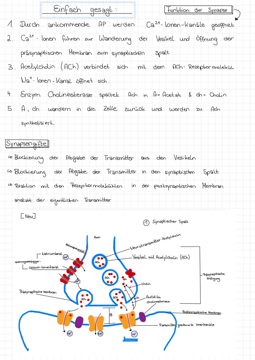 # SYNAPSEN
1) Synapse - Aufbau
spannungsabhängiger-
Natriumkanal
Calcium-lonenkanal
Aktionspotenzial
Präsynaptische Hembran
Axon
Syn