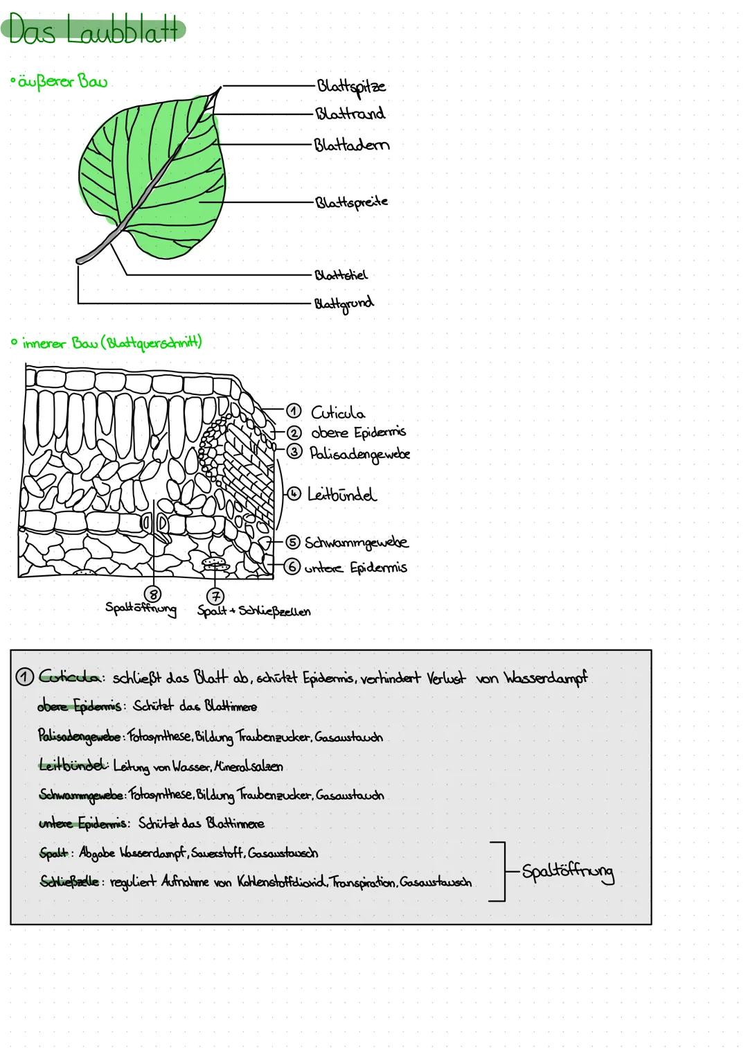 Das Laubblatt
•äußerer Bau
• innerer Bau (Blattquerschnitt)
-Blattspitze
-Blattrand.
-Blattadern
-Blattspreite
Blattstiel
-Blattgrund
Cuticu