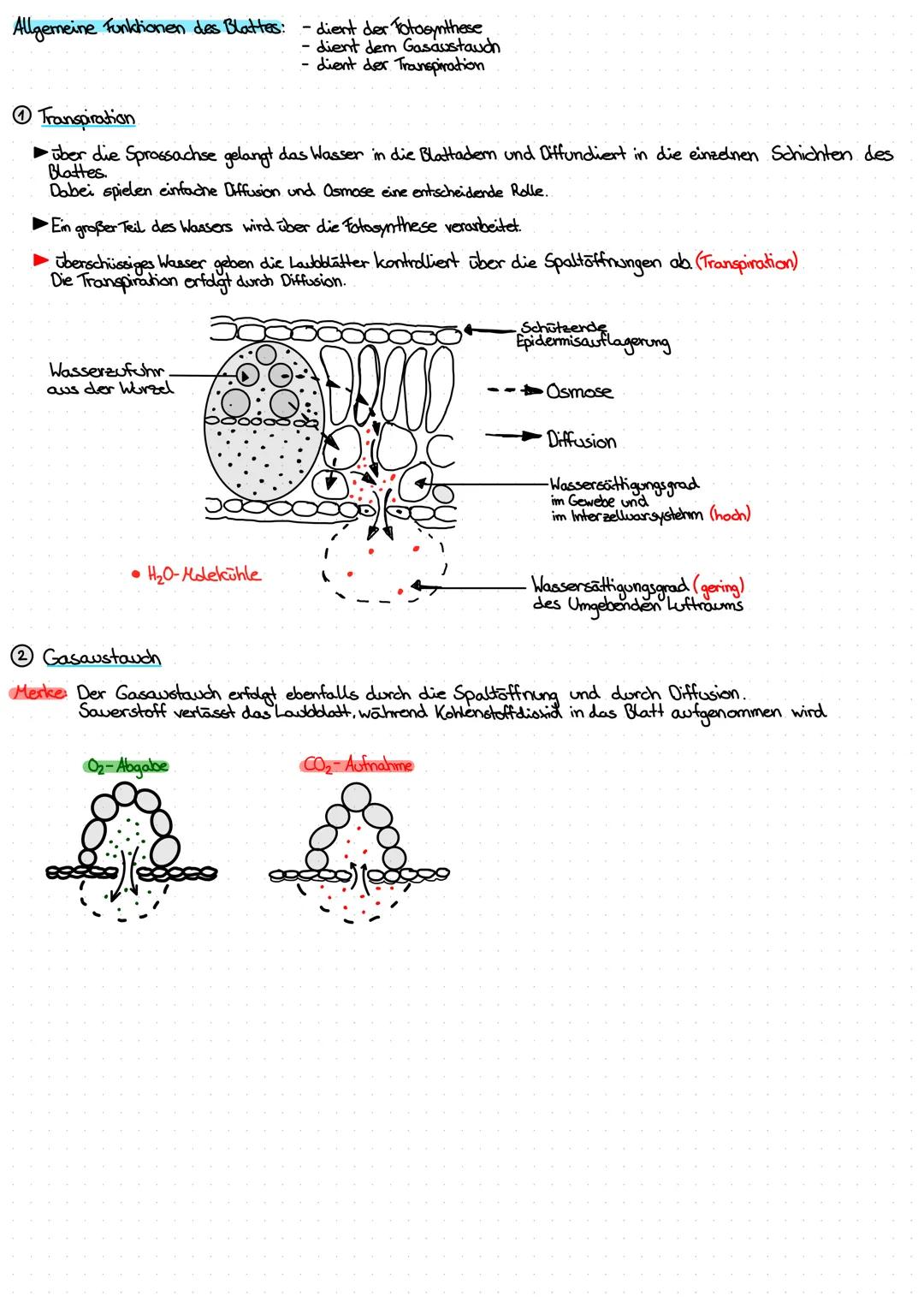 Das Laubblatt
•äußerer Bau
• innerer Bau (Blattquerschnitt)
-Blattspitze
-Blattrand.
-Blattadern
-Blattspreite
Blattstiel
-Blattgrund
Cuticu