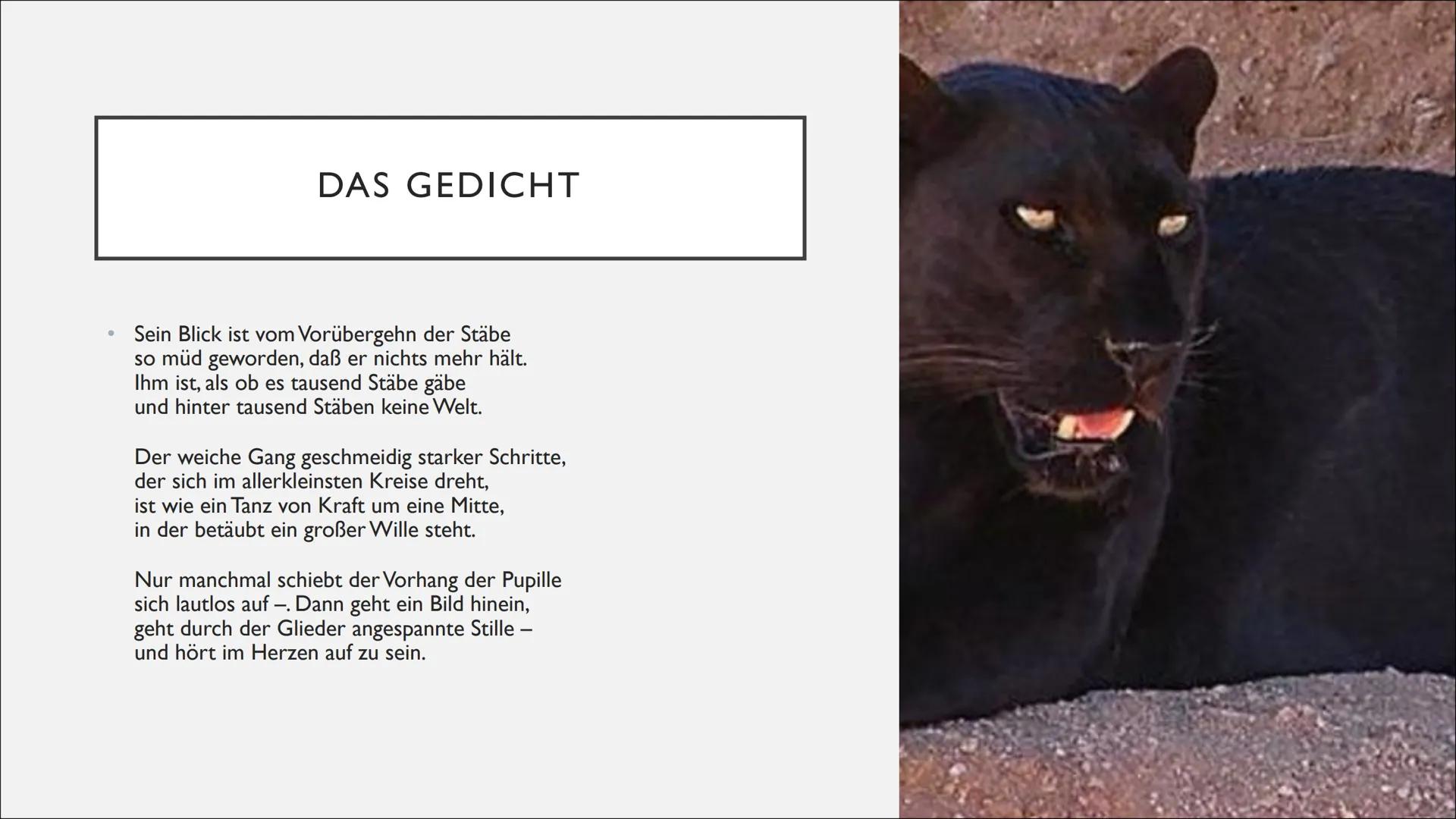 GEDICHT ,,DER
PANTHER"
Geschrieben von Rainer Maria Rilke ●
●
●
●
●
Das Gedicht
Der Inhalt
INHALTSVERZEICHNIS
Stimmung der Situation und ihr