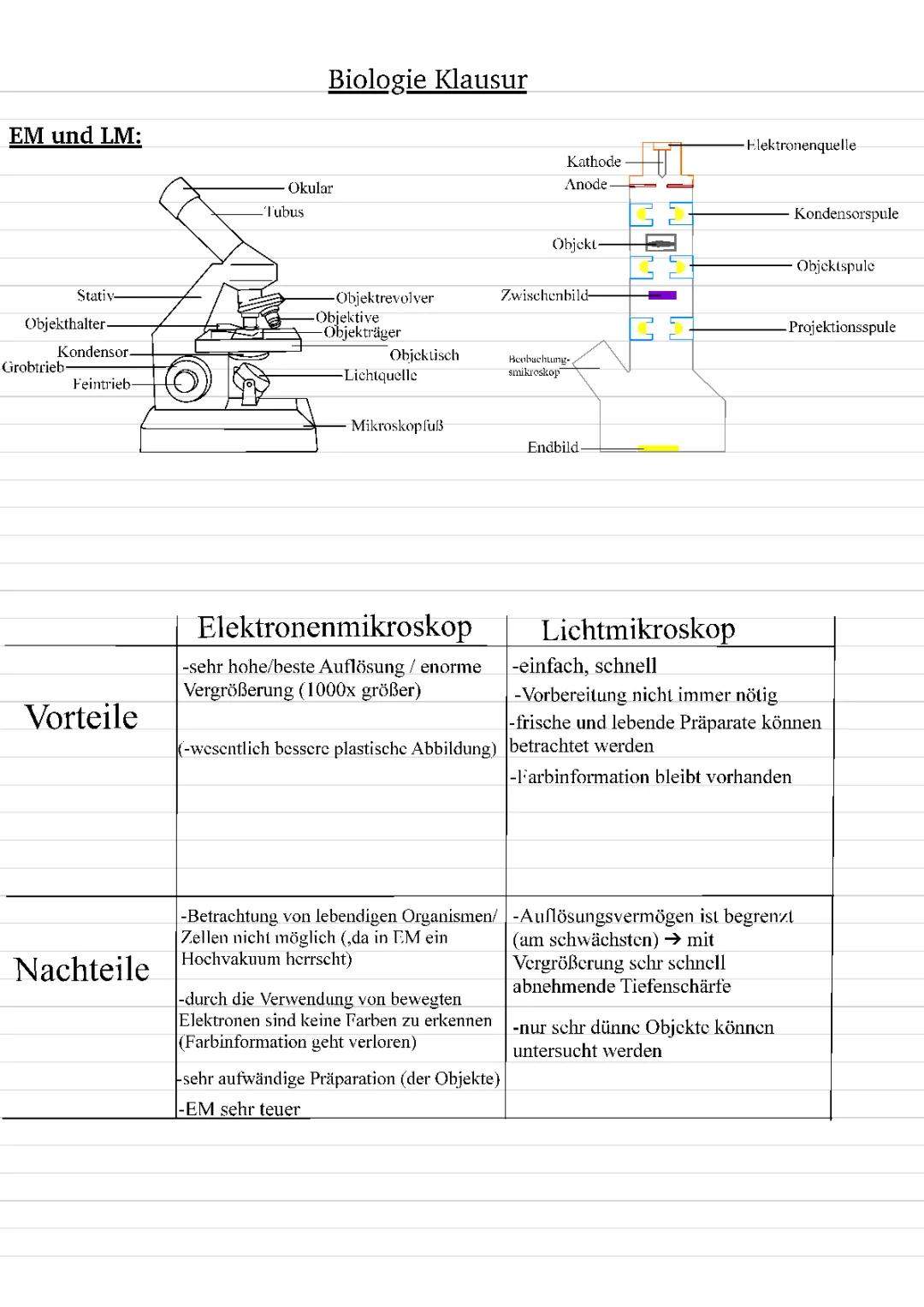 Elektronenmikroskop und Lichtmikroskop