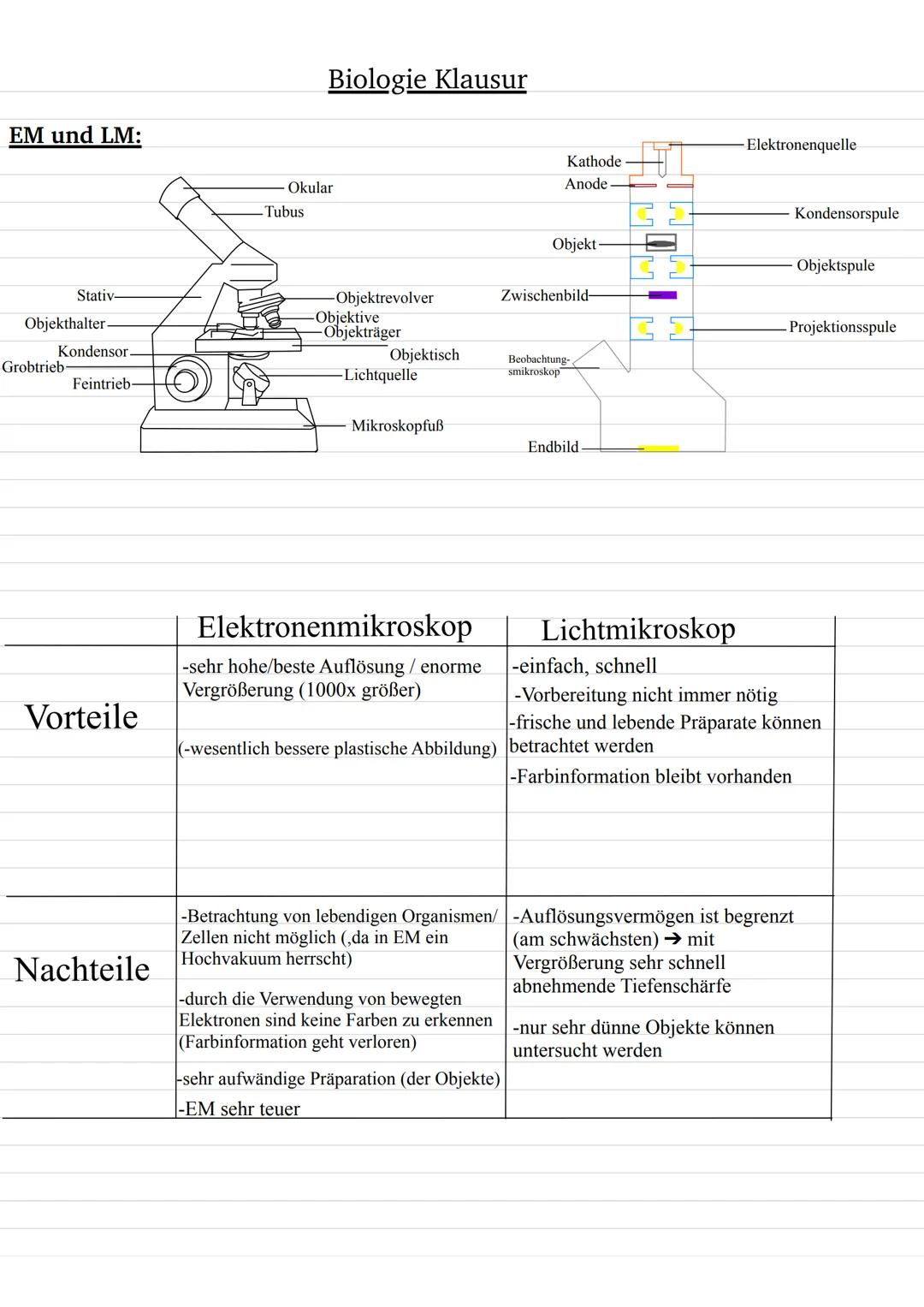 EM und LM:
Stativ
Objekthalter
Kondensor
Feintrieb-
Grobtrieb-
Vorteile
Nachteile
Biologie Klausur
Okular
Tubus
-Objektrevolver
Objekträger
