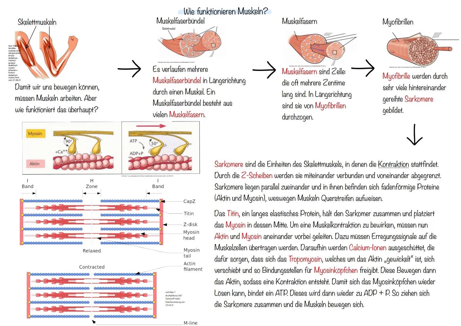 # Wie funktionieren Muskeln?
Skelettmuskeln
Muskelfaserbündel
Skelettmuskal
Muskelfasern
Myofibrillen
21.06.21
Damit wir uns bewegen k