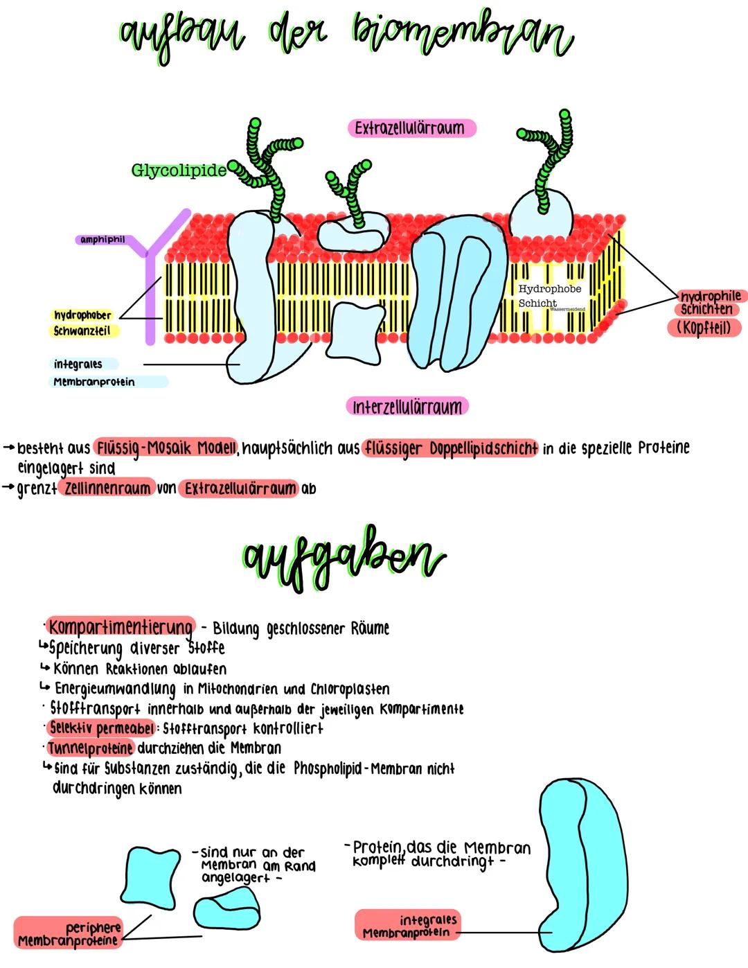 aufbau der biomembran
Glycolipide
1
amphiphil
hydrophober
Schwanzteil
integrales
Membranprotein
Extrazellulärraum
Interzellulärraum
→ besteh