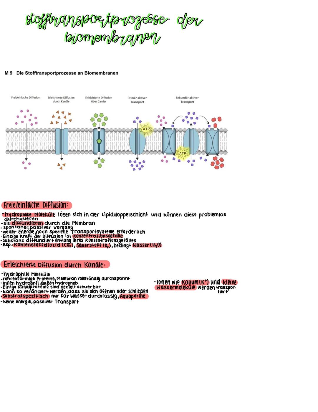 aufbau der biomembran
Glycolipide
1
amphiphil
hydrophober
Schwanzteil
integrales
Membranprotein
Extrazellulärraum
Interzellulärraum
→ besteh