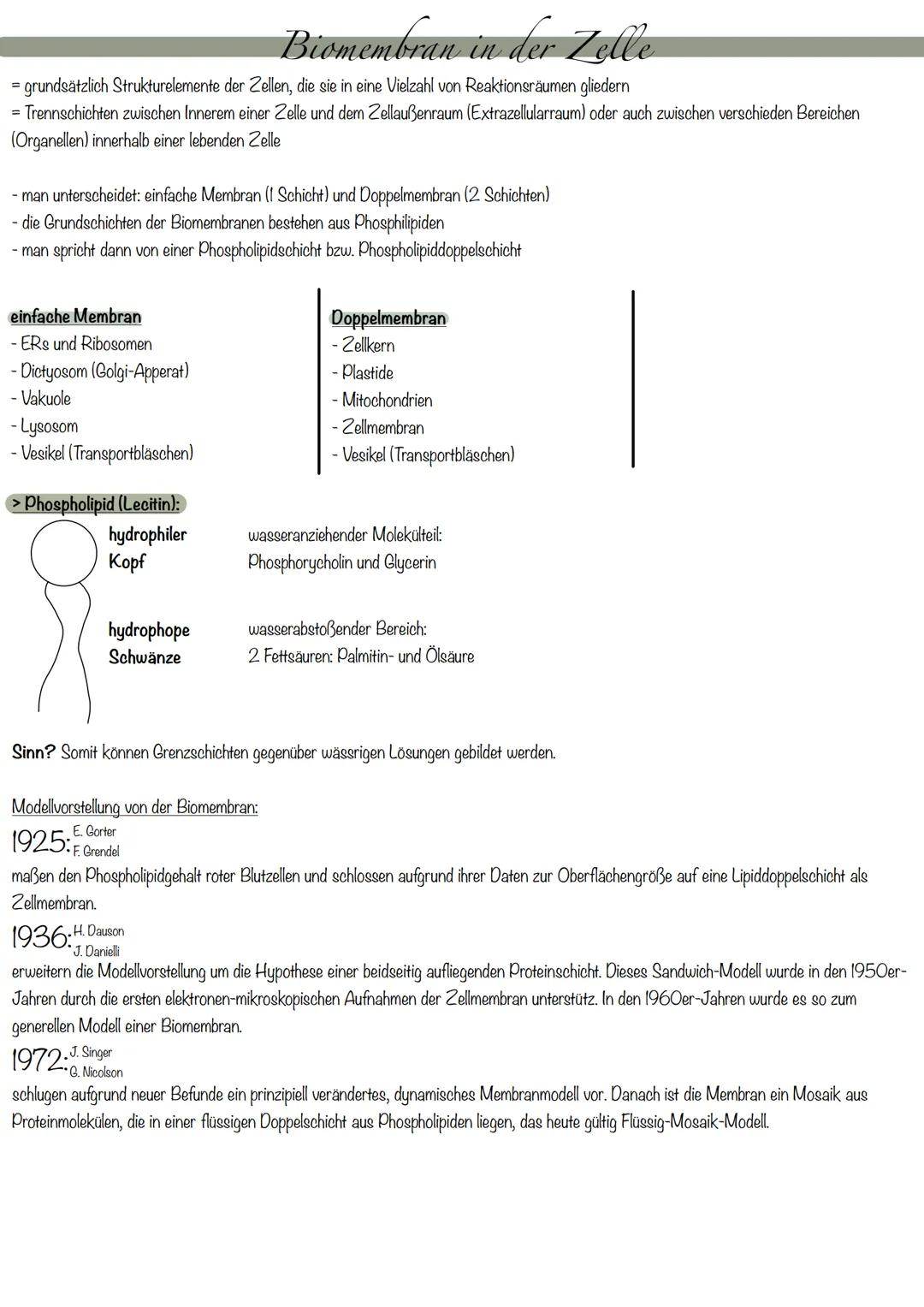 Biomembran und Stofftransport durch die Biomembran