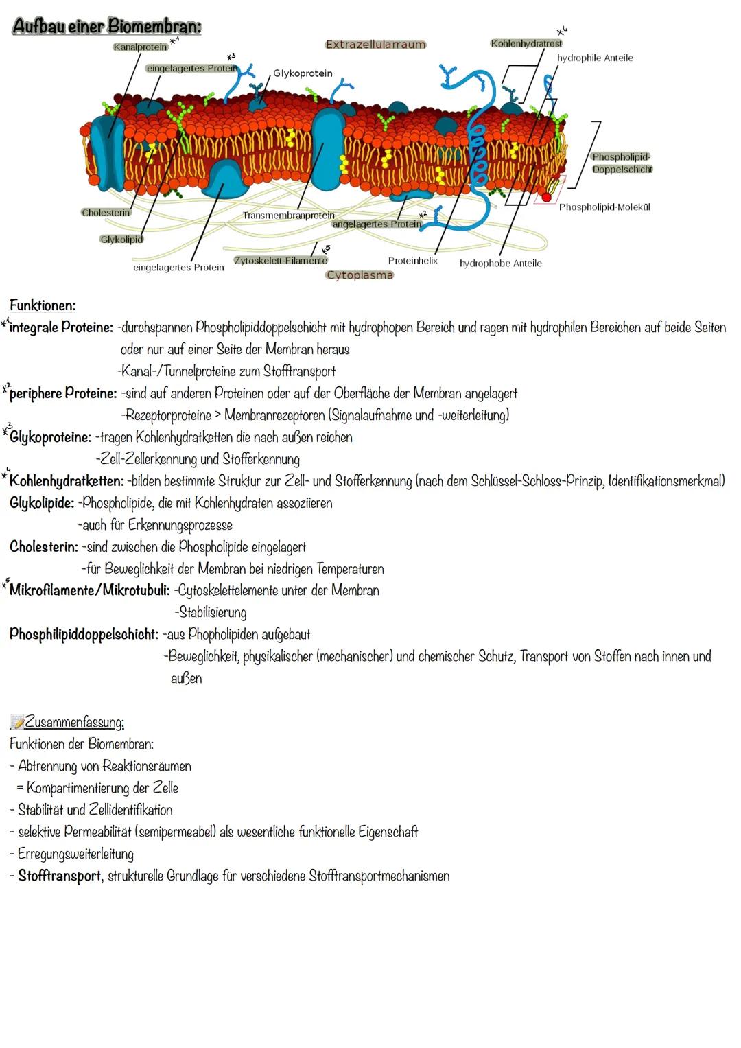 # Biomembran in der Zelle
= grundsätzlich Strukturelemente der Zellen, die sie in eine Vielzahl von Reaktionsräumen gliedern
= Trennschich