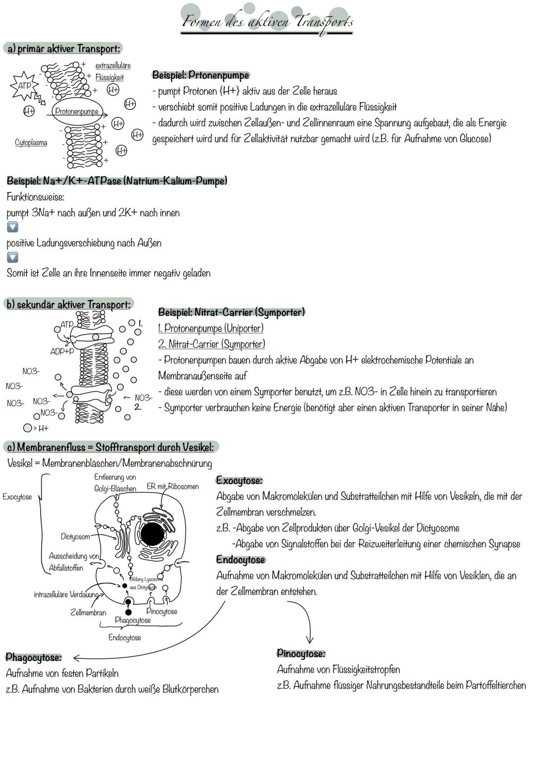 # Biomembran in der Zelle
= grundsätzlich Strukturelemente der Zellen, die sie in eine Vielzahl von Reaktionsräumen gliedern
= Trennschich